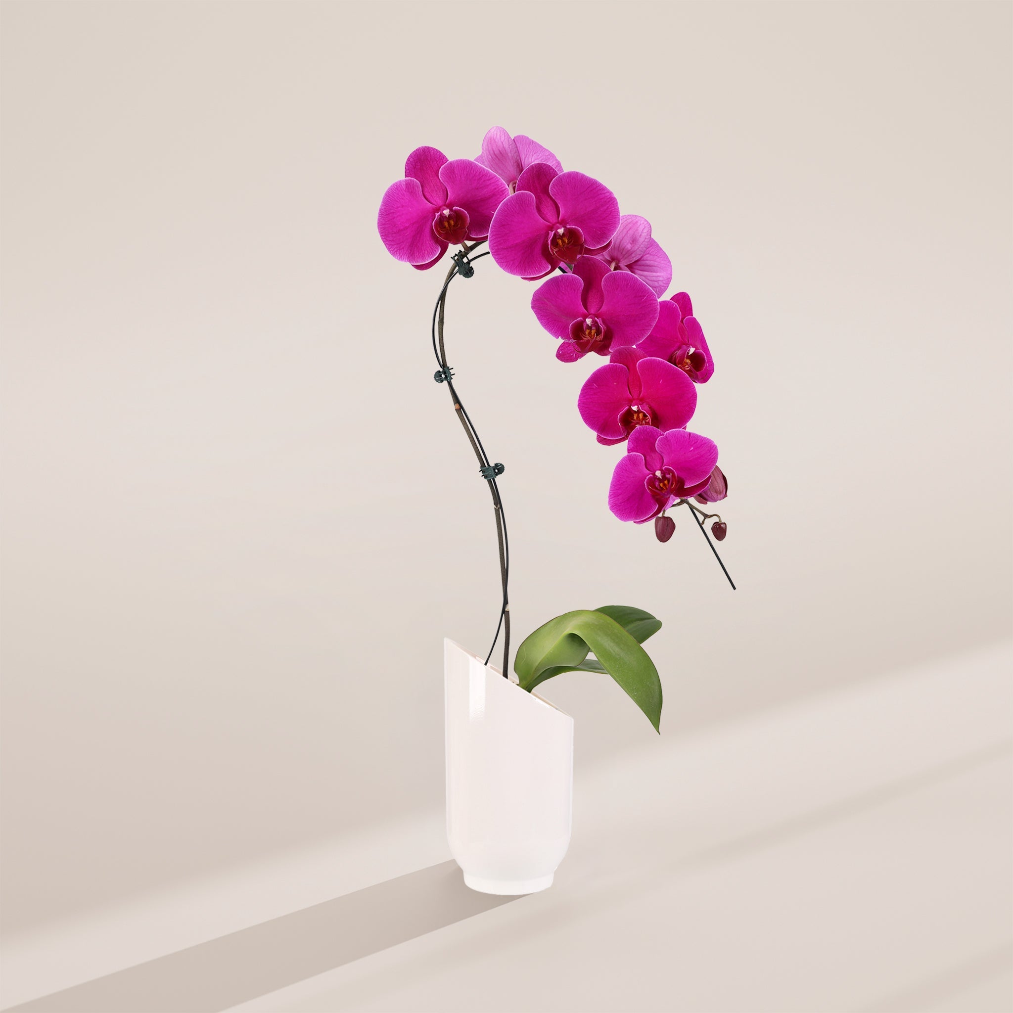 Magenta Swan Orchid Planter