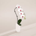 White Swan Orchid Planter
