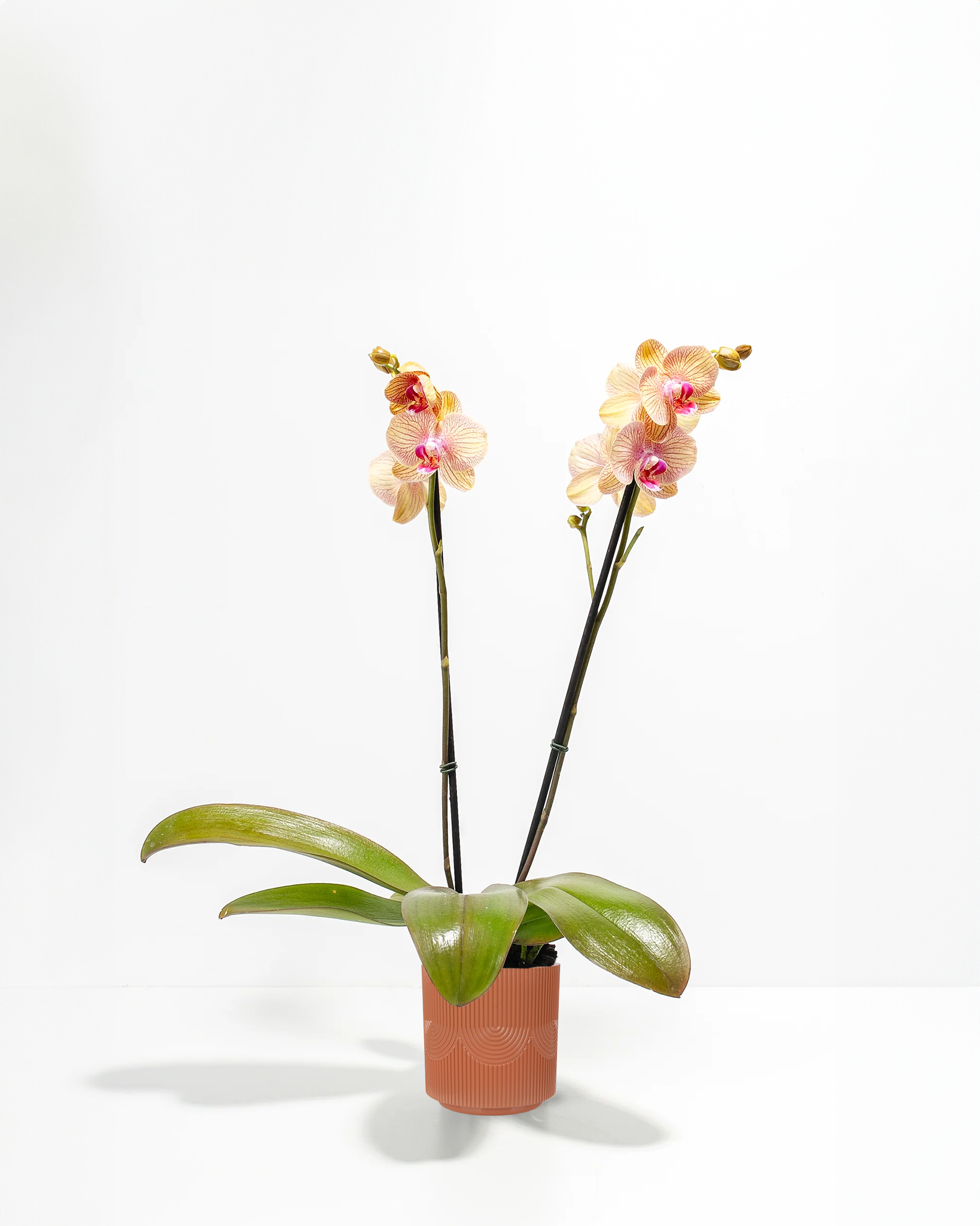 Arcadia Phalaenopsis Orchid