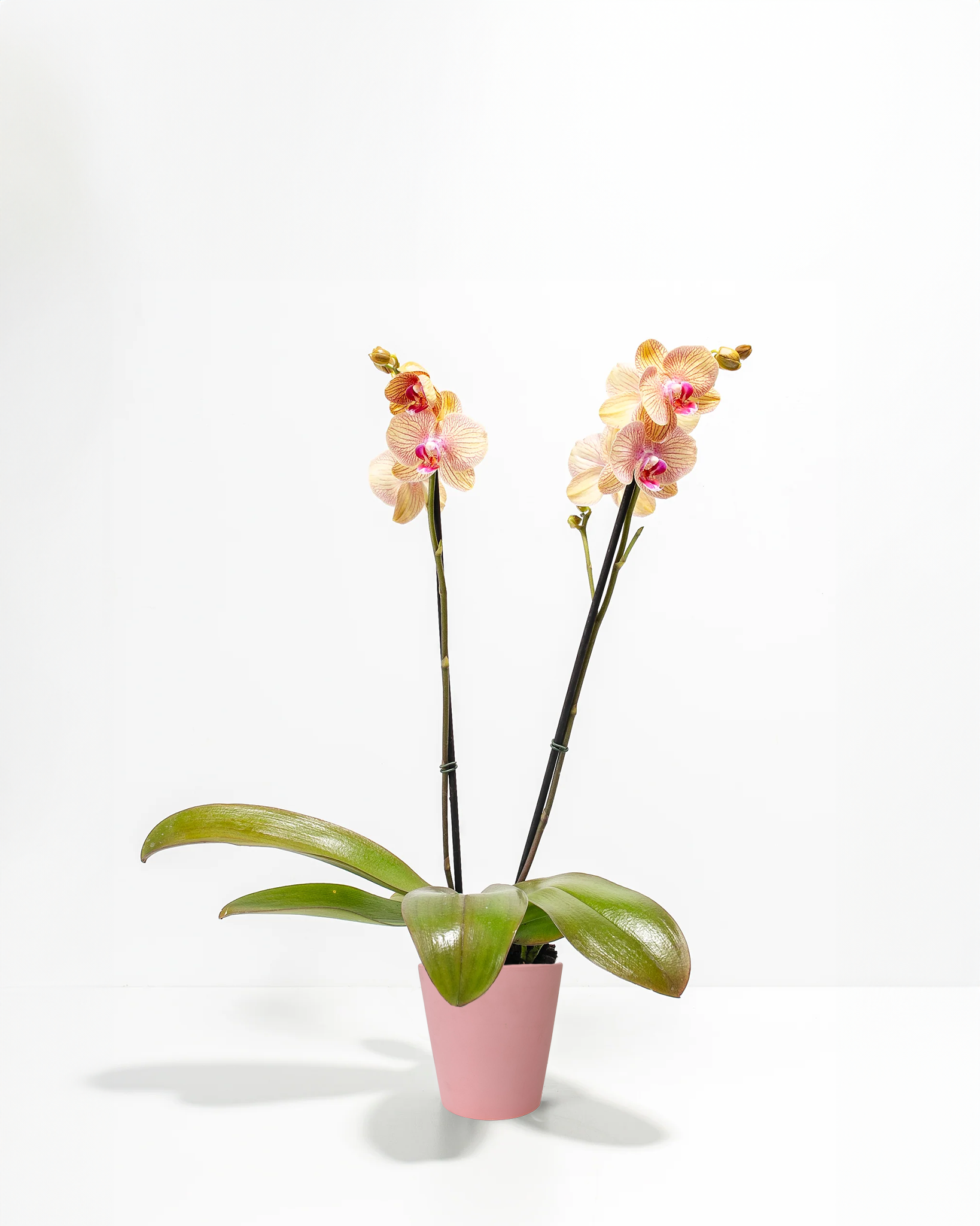Arcadia Phalaenopsis Orchid