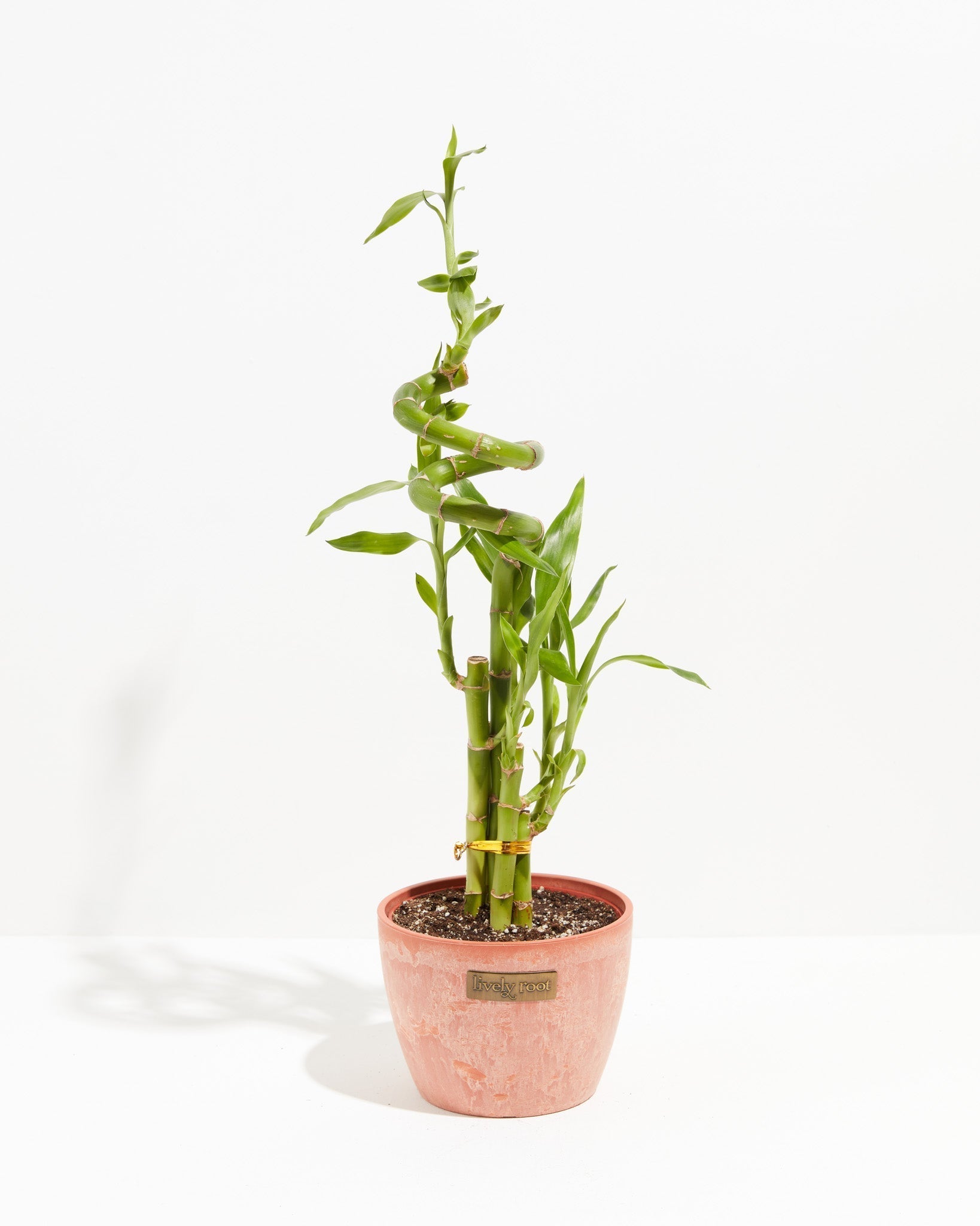 Lucky Bamboo