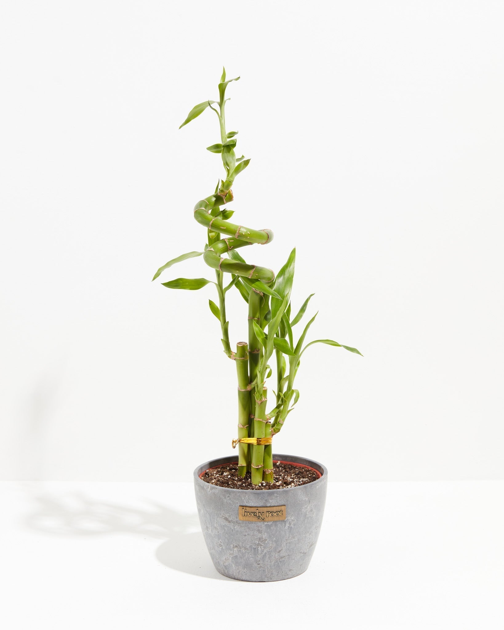 Lucky Bamboo