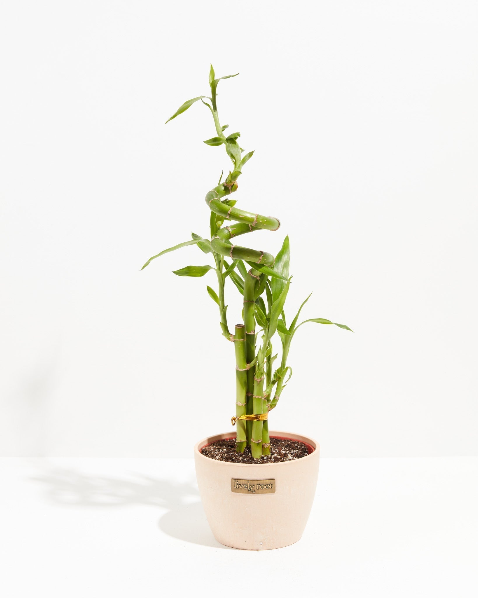 Lucky Bamboo