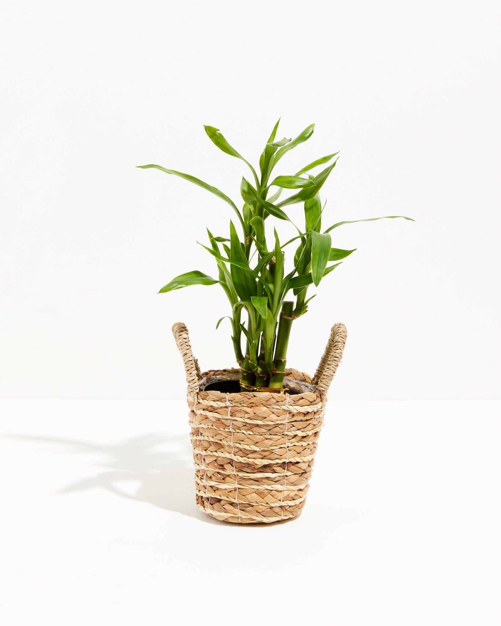 Lucky Bamboo