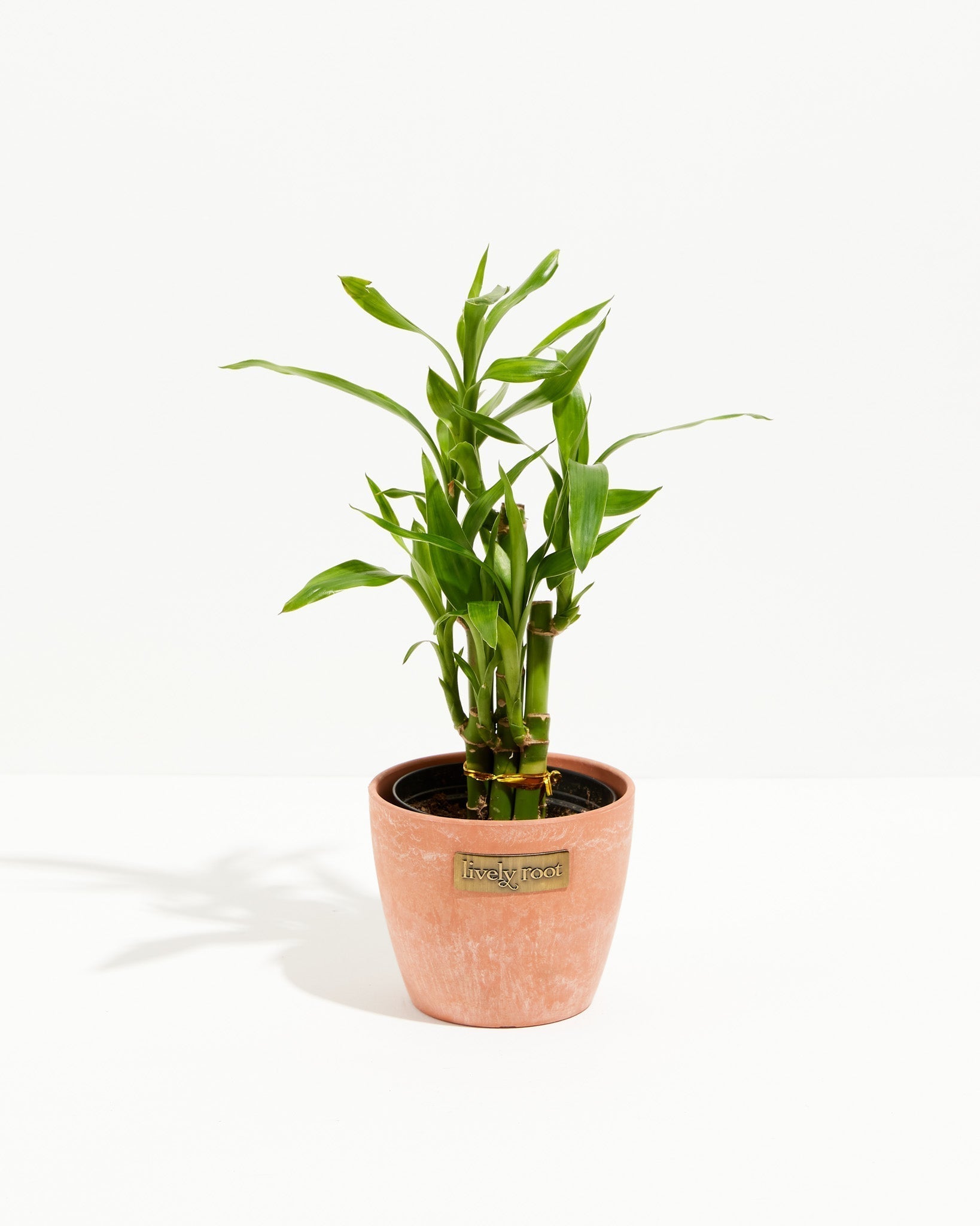 Lucky Bamboo