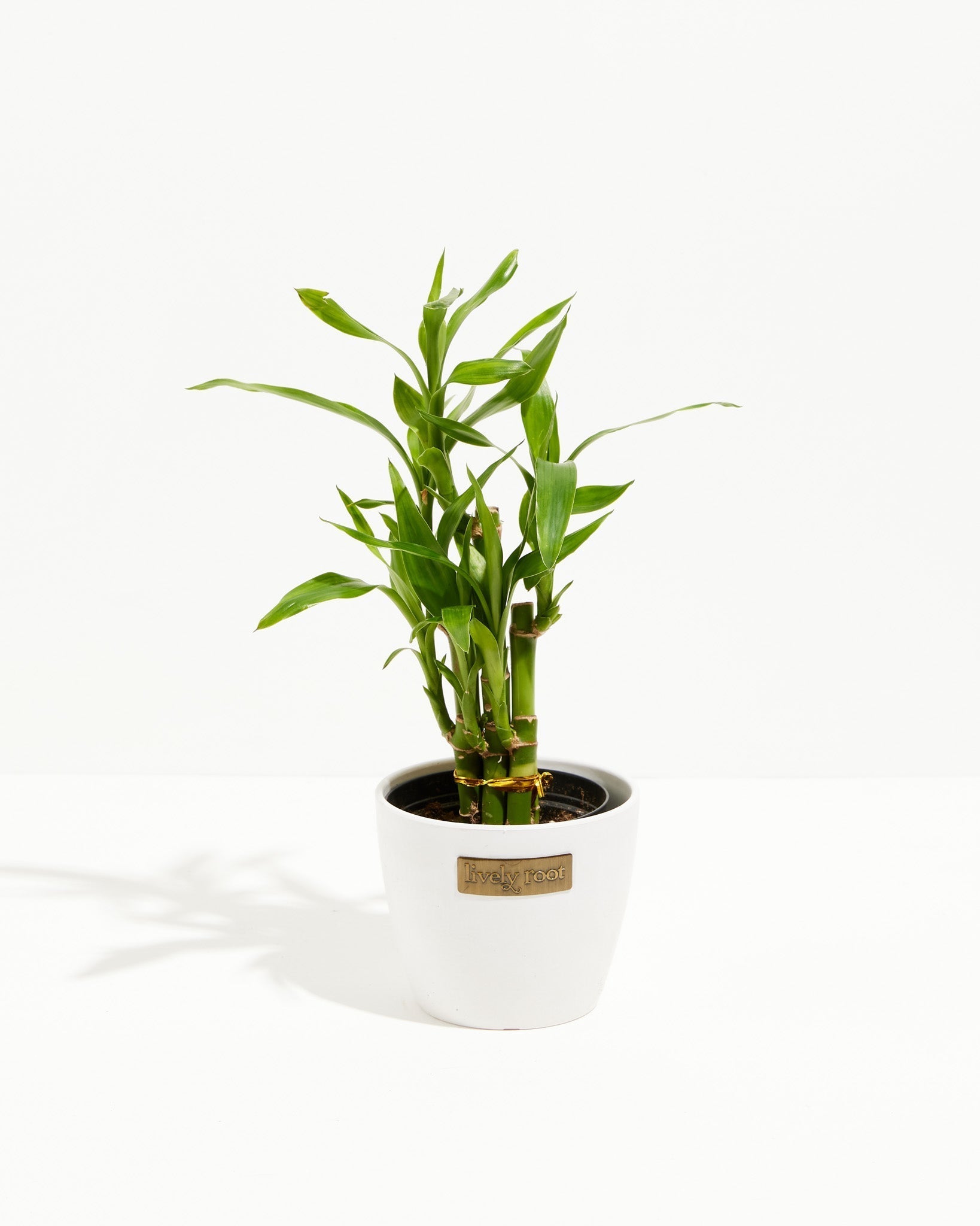 Lucky Bamboo