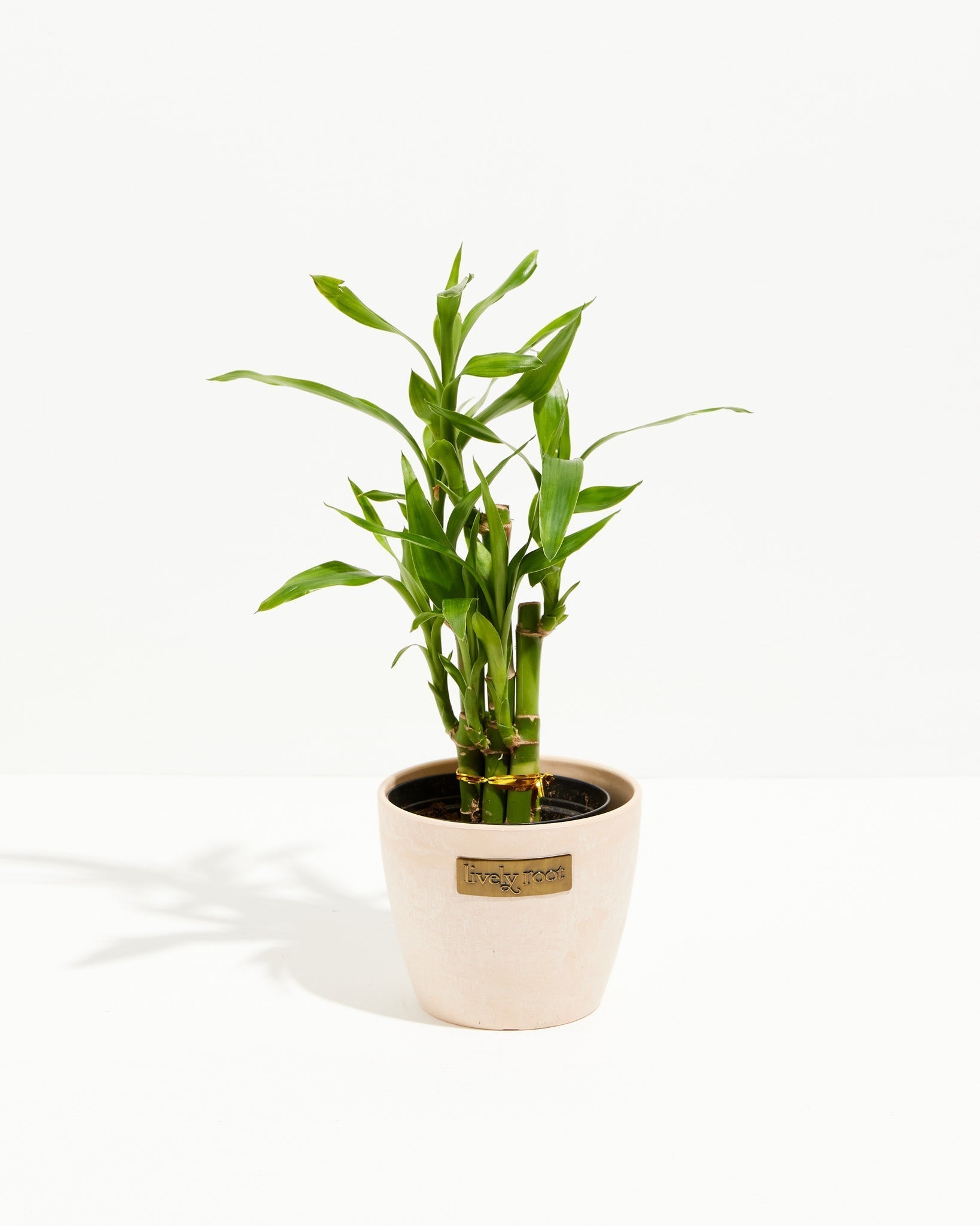 Lucky Bamboo