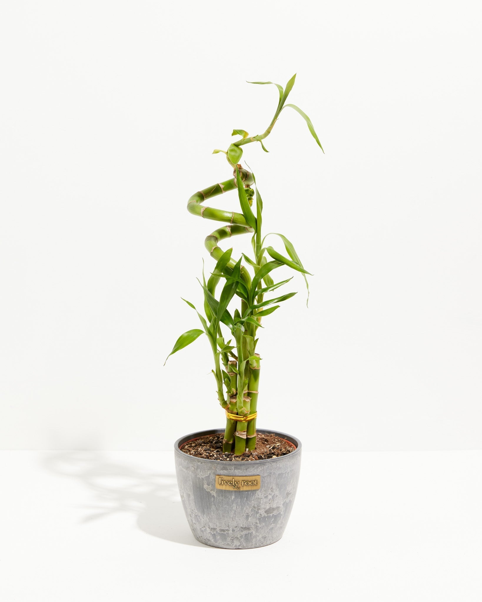 Lucky Bamboo