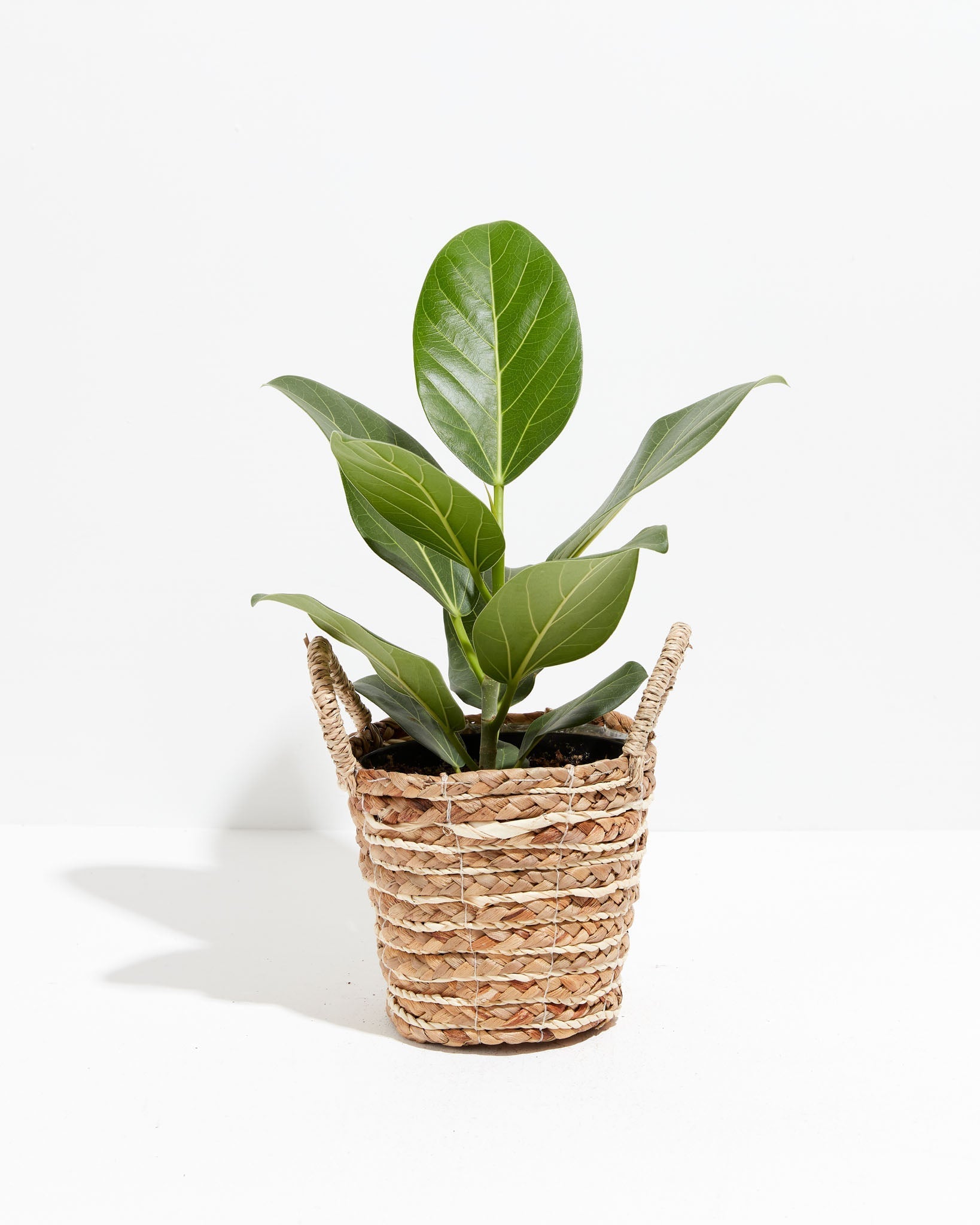 Ficus Audrey
