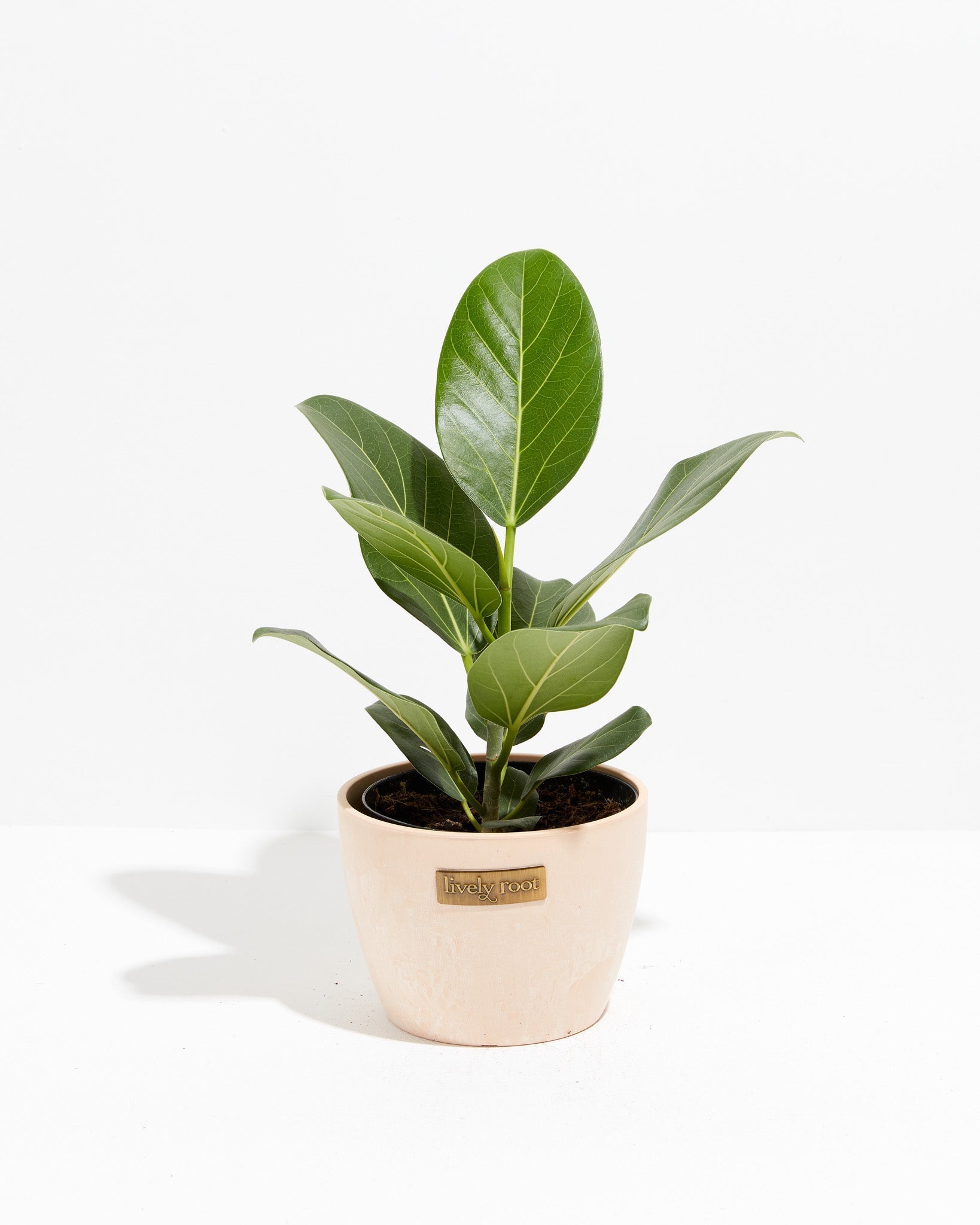 Ficus Audrey