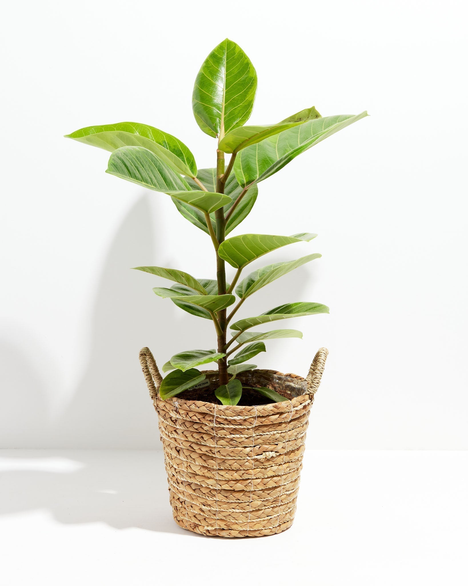 Ficus Audrey