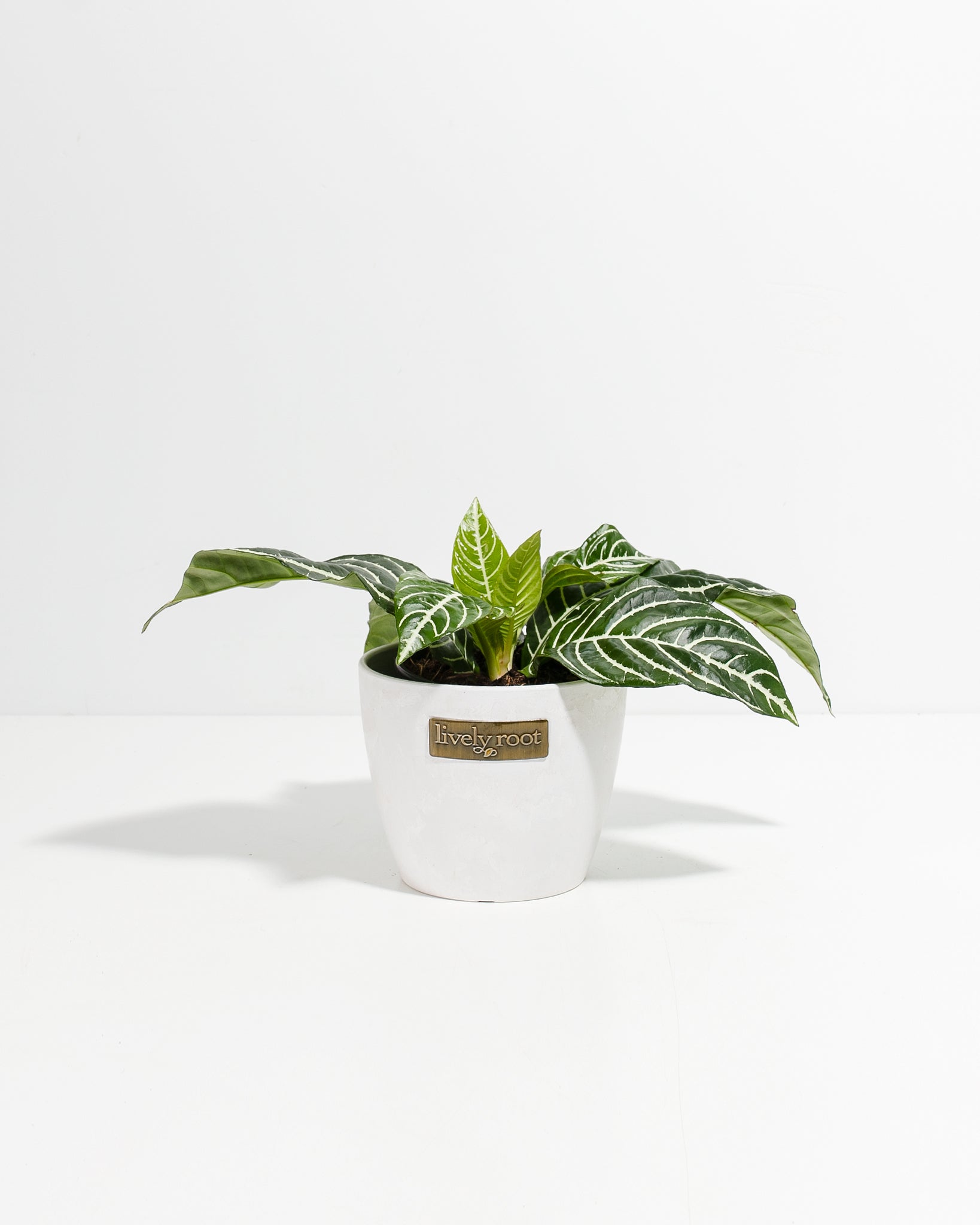 Zebra Plant (Aphelandra)