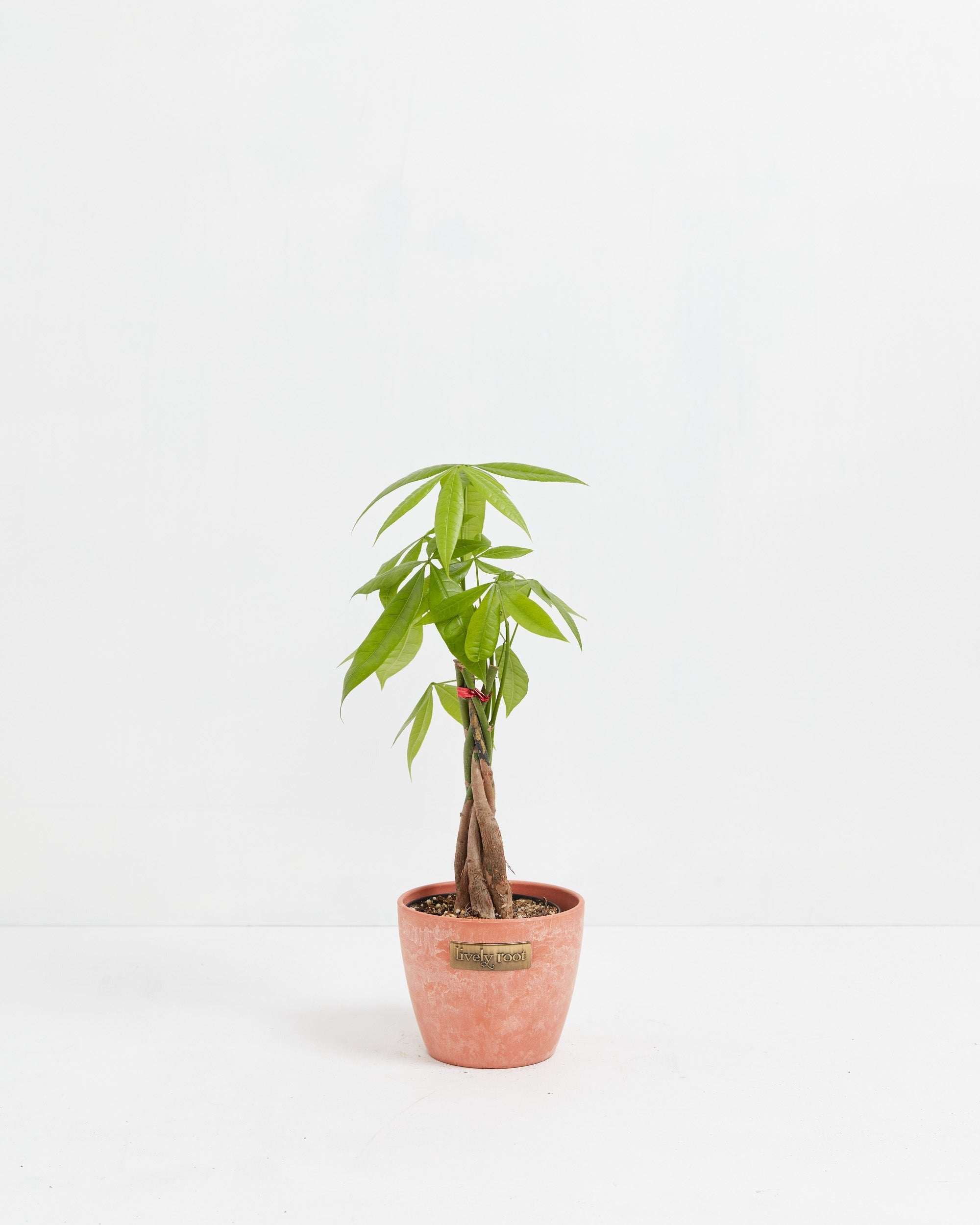 Money Tree Plant