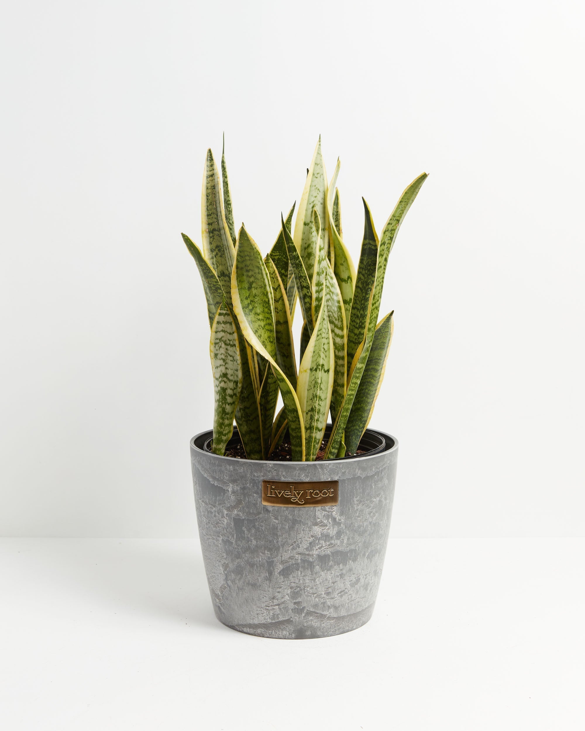 Variegated Sansevieria Laurentii (Snake Plant)