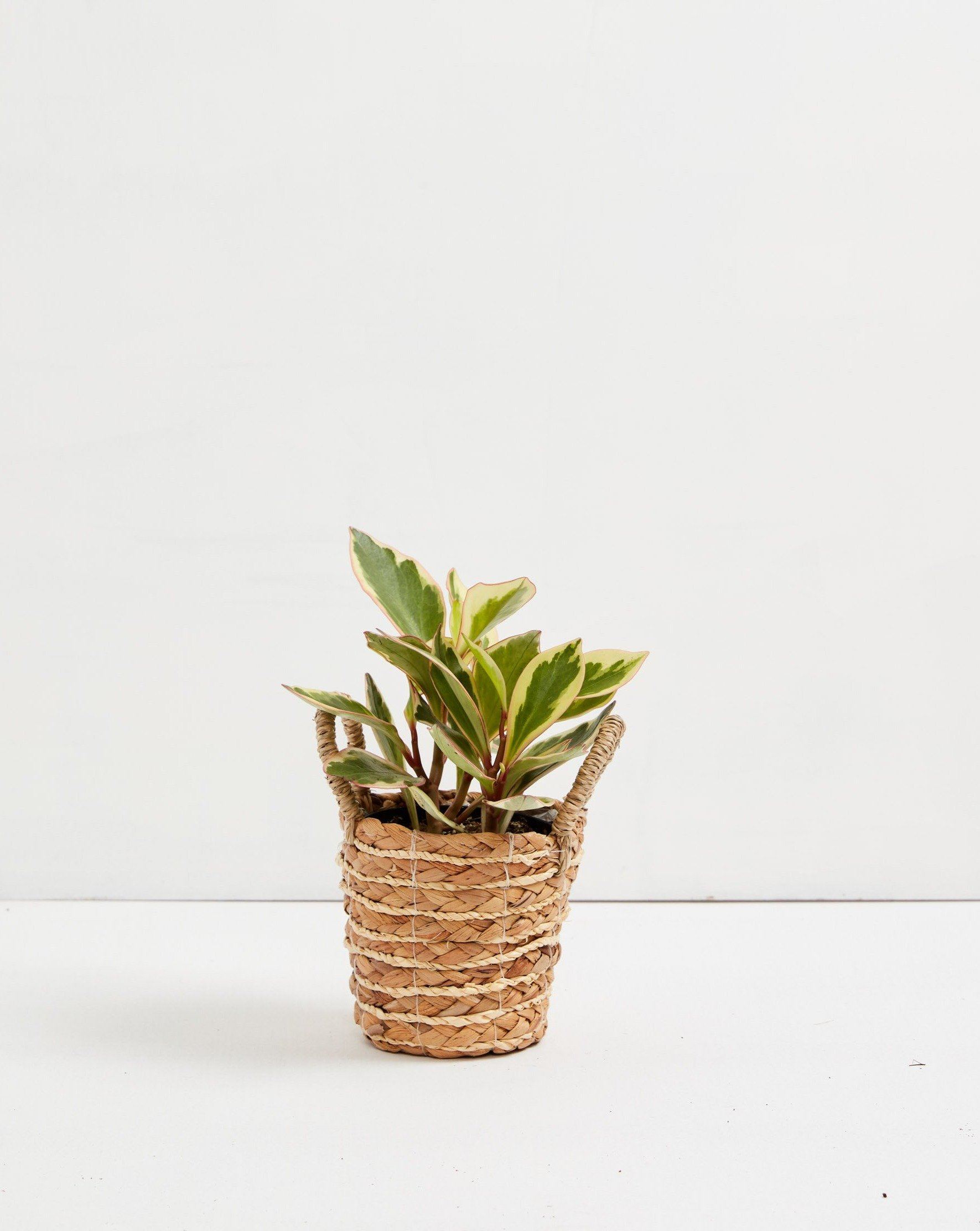 Peperomia Ginny