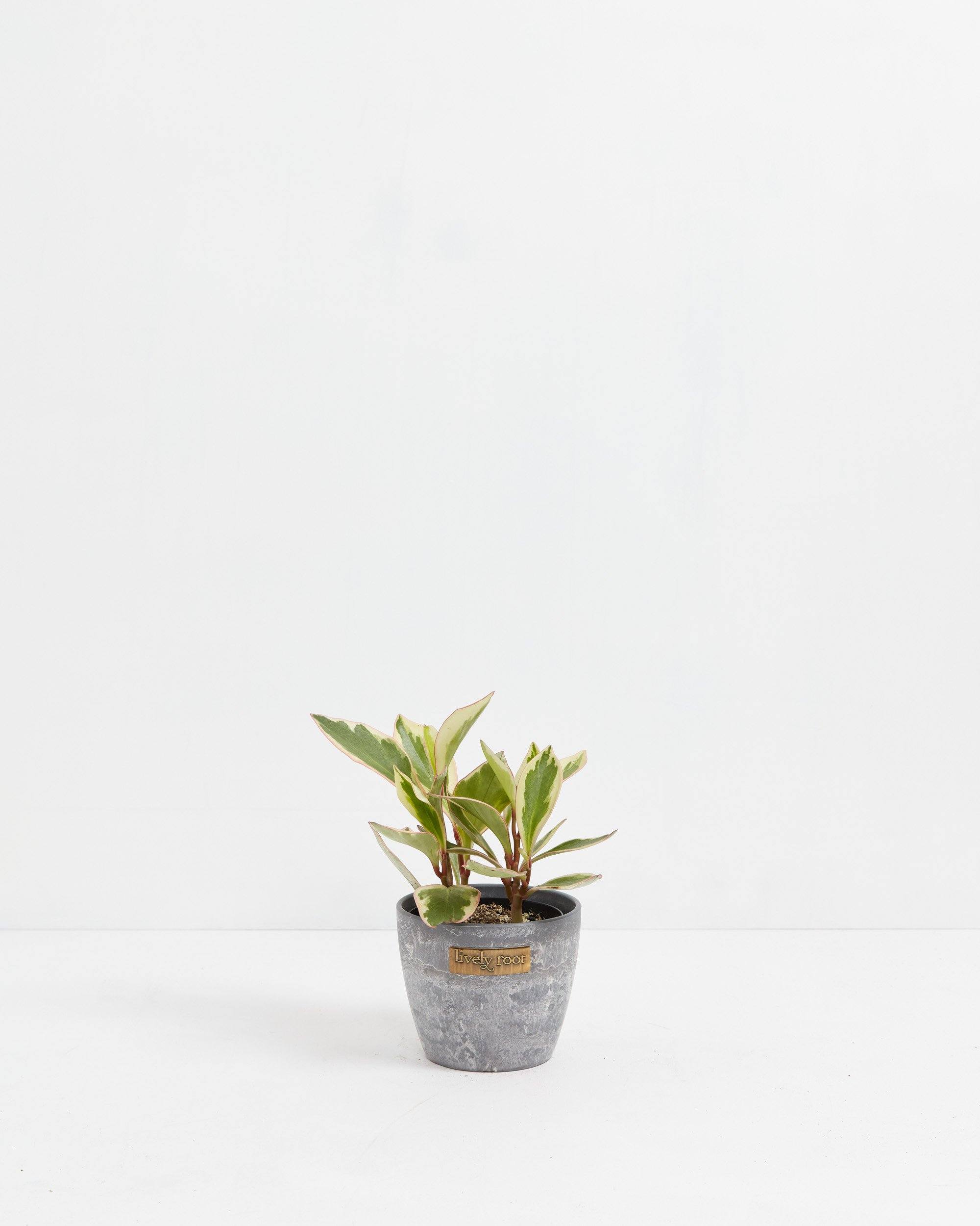 Peperomia Ginny