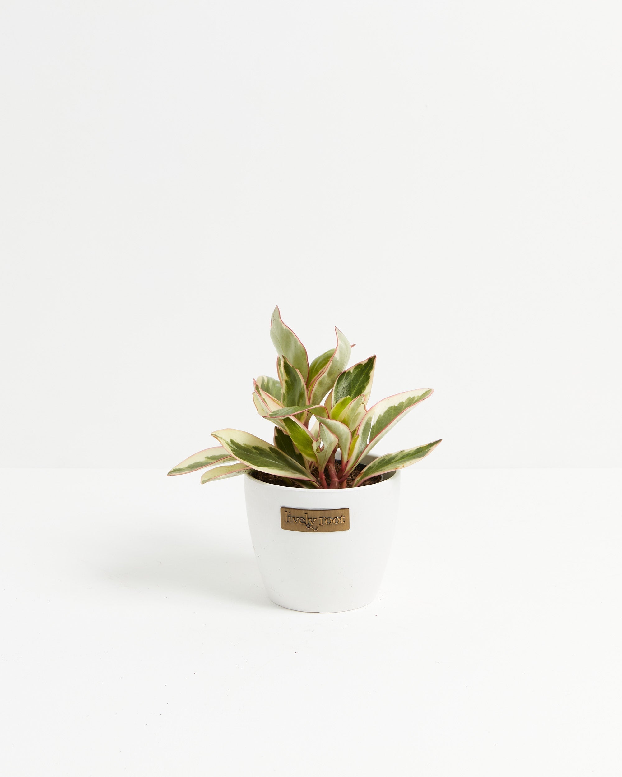 Peperomia Ginny