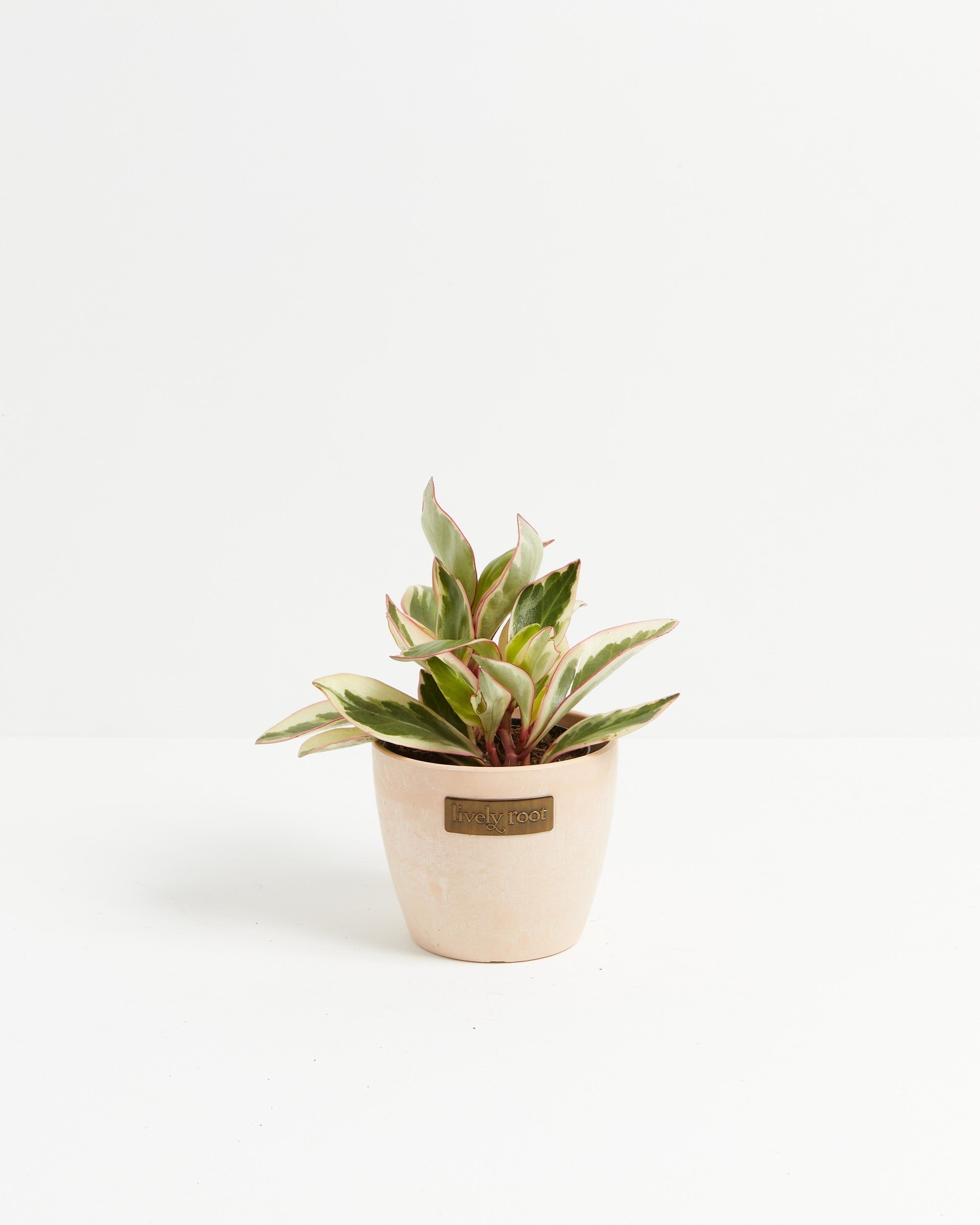 Peperomia Ginny