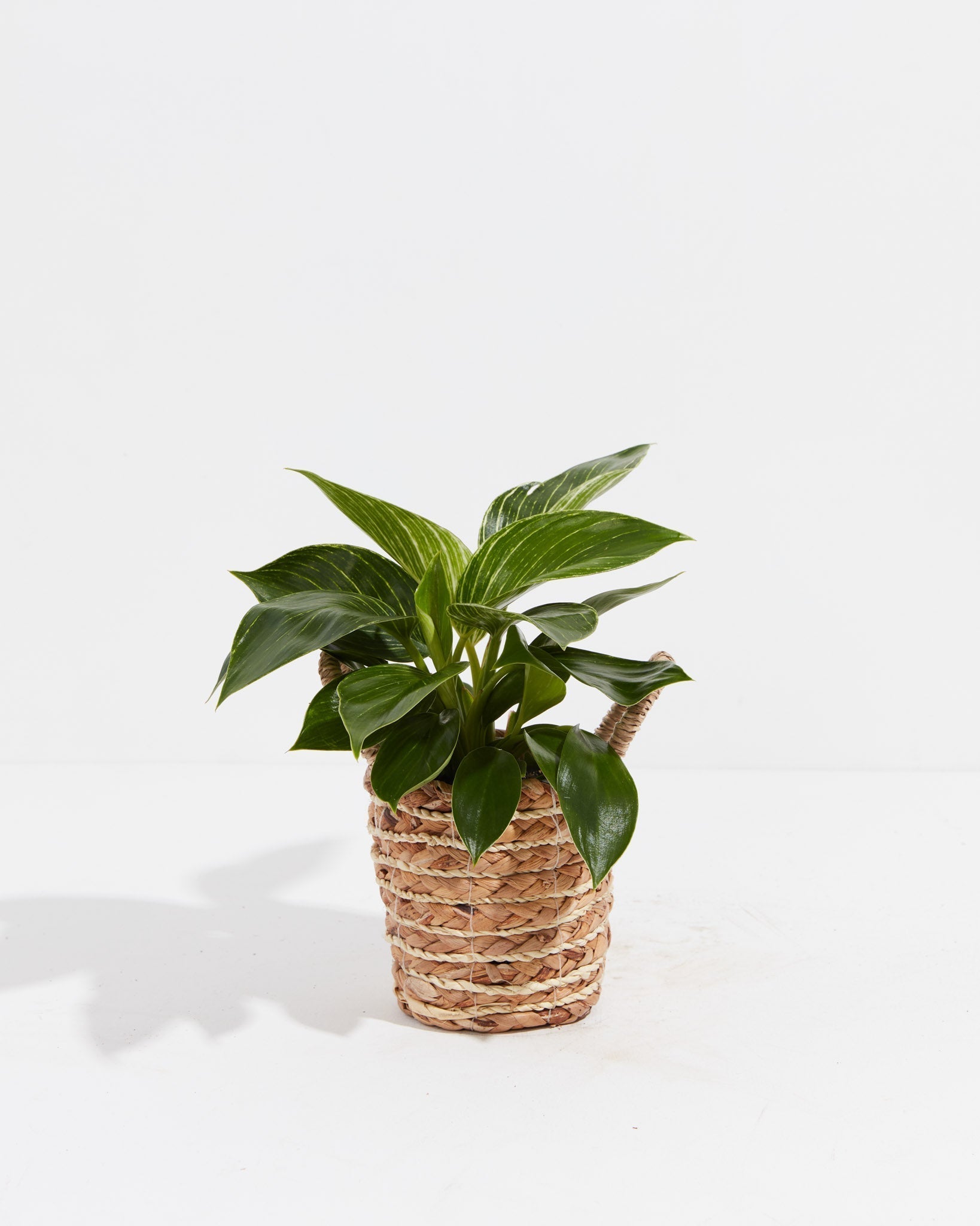 Philodendron Birkin