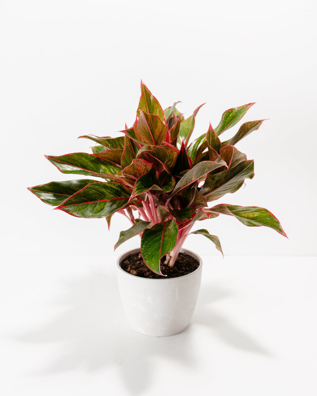 Aglaonema Red Siam