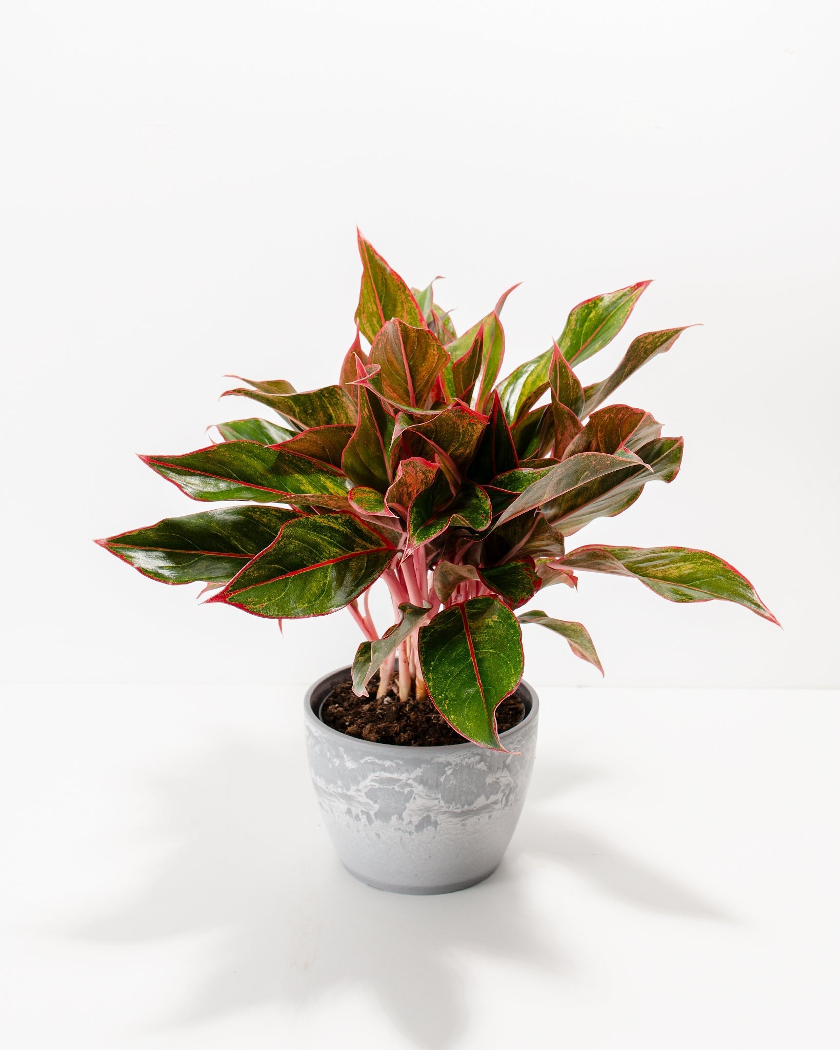 Aglaonema Red Siam