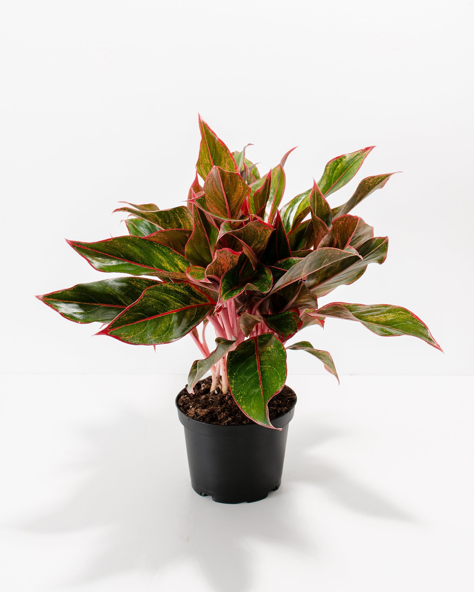 Aglaonema Red Siam
