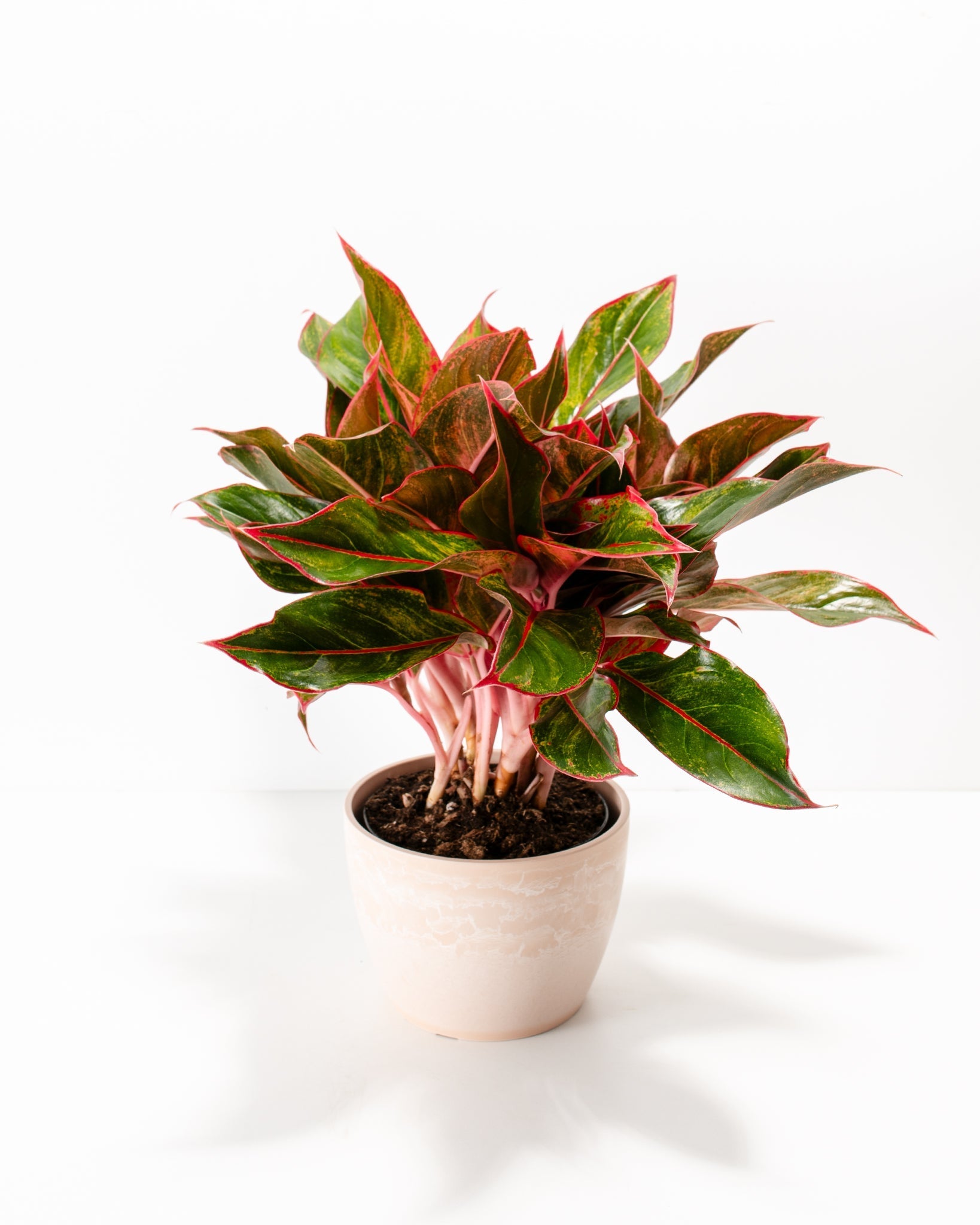 Aglaonema Red Siam