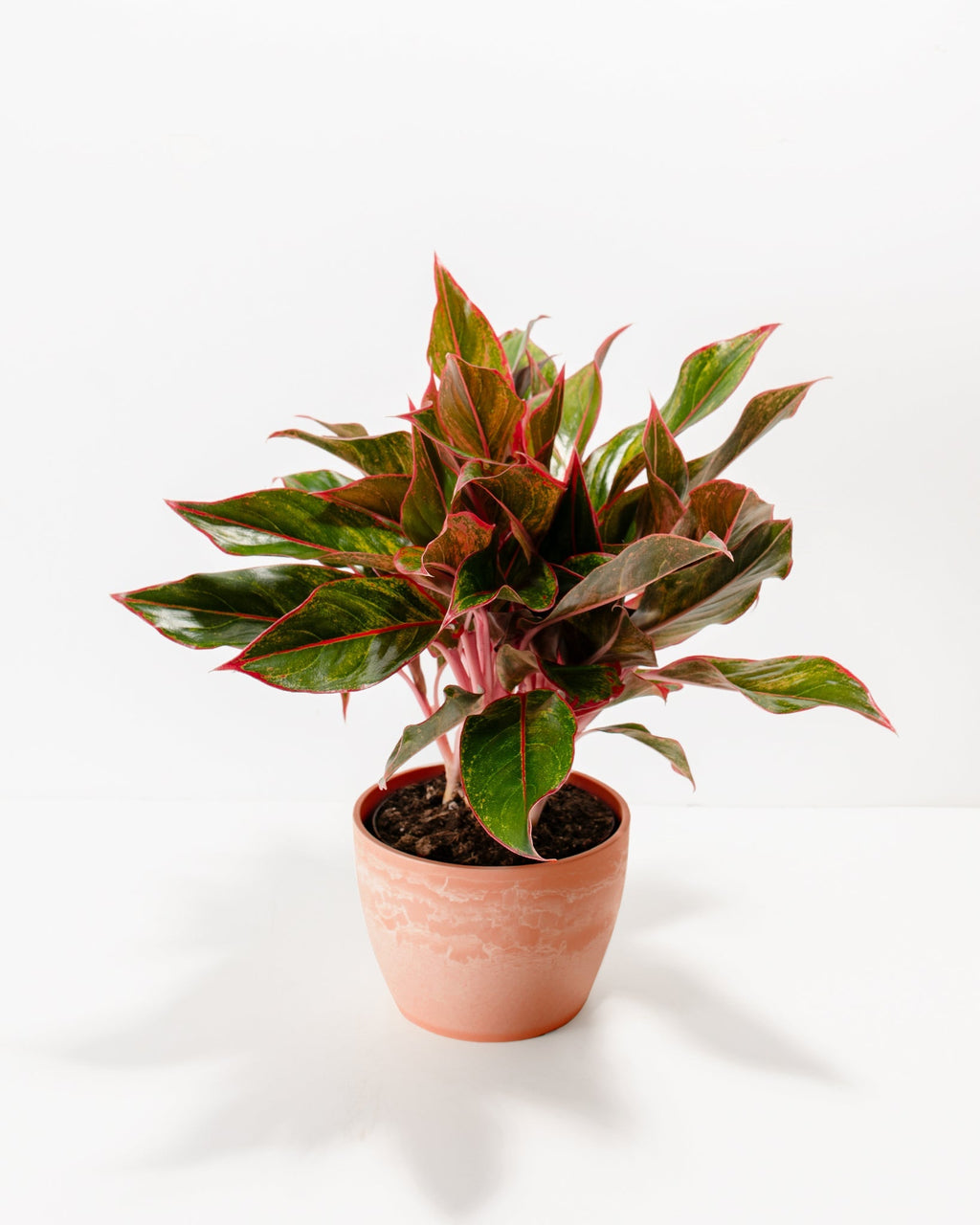 Aglaonema Red Siam