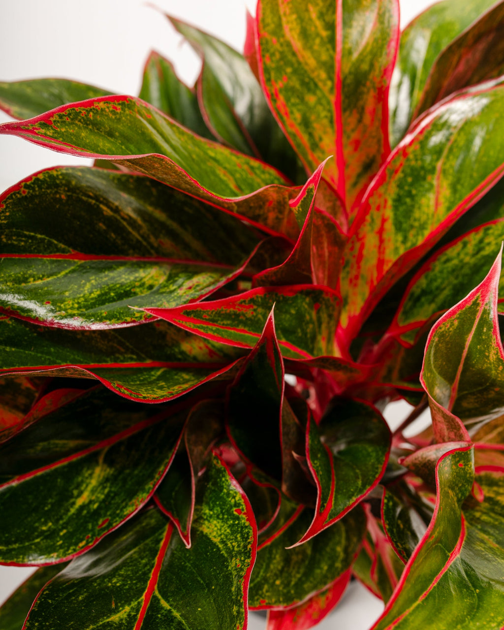 Aglaonema Red Siam