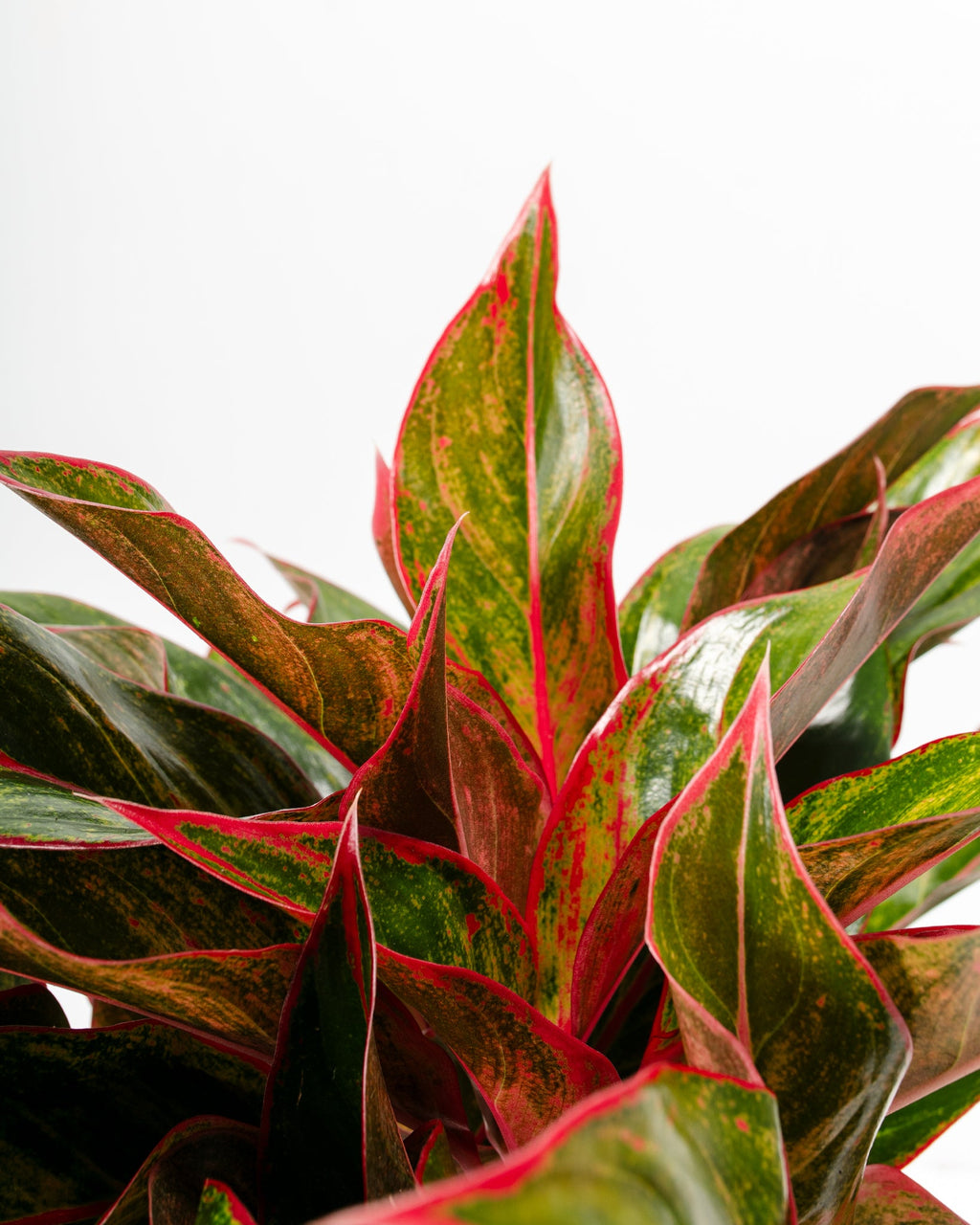 Aglaonema Red Siam