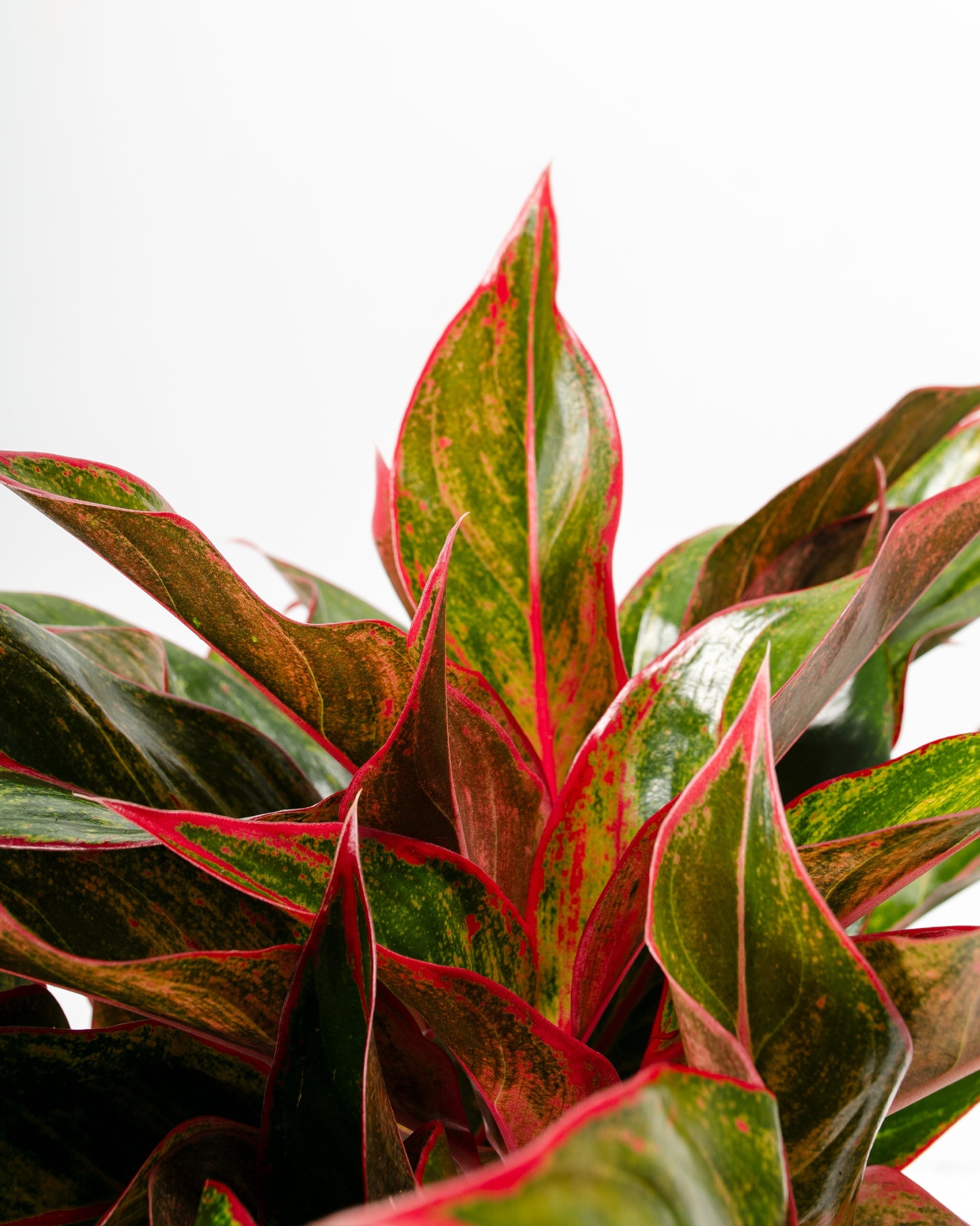 Aglaonema Red Siam