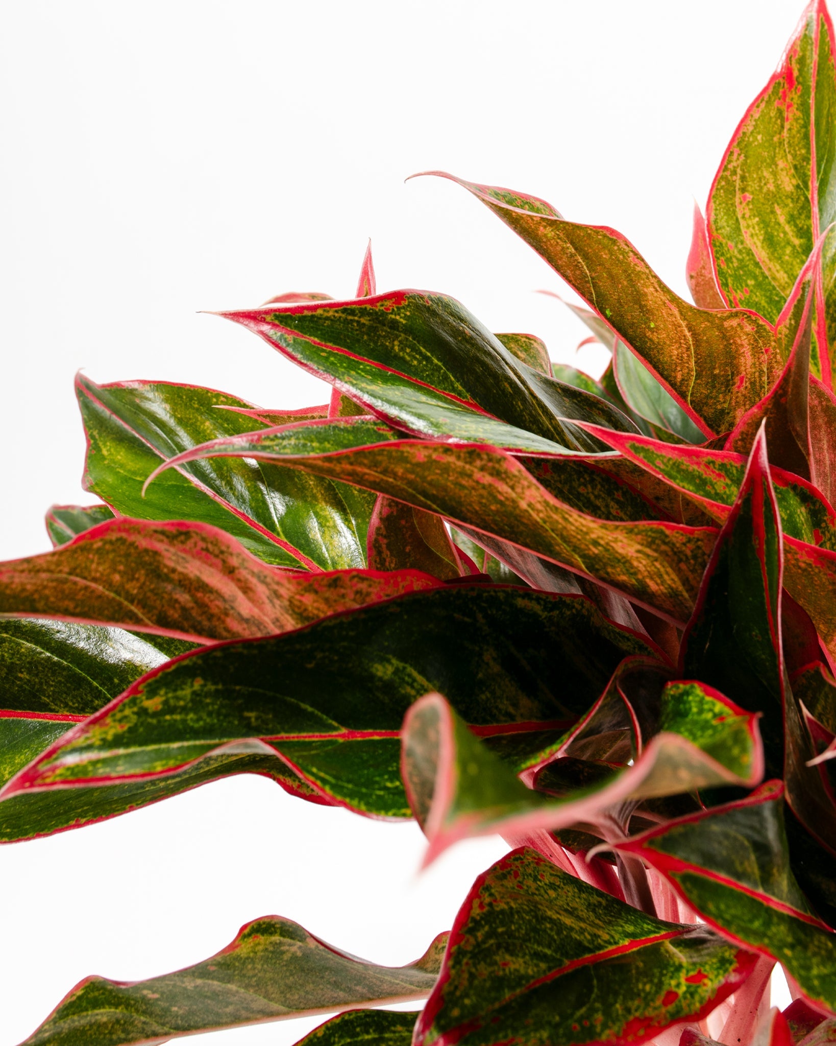 Aglaonema Red Siam