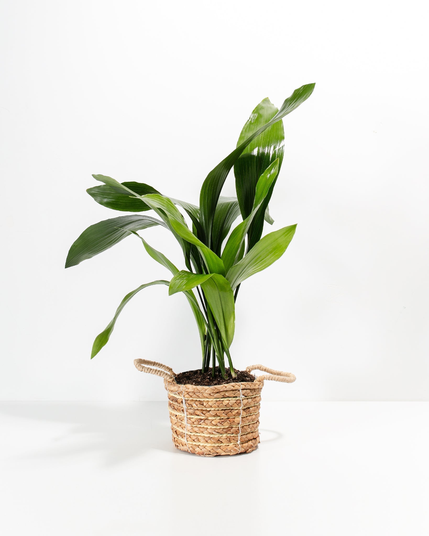 Cast Iron Plant