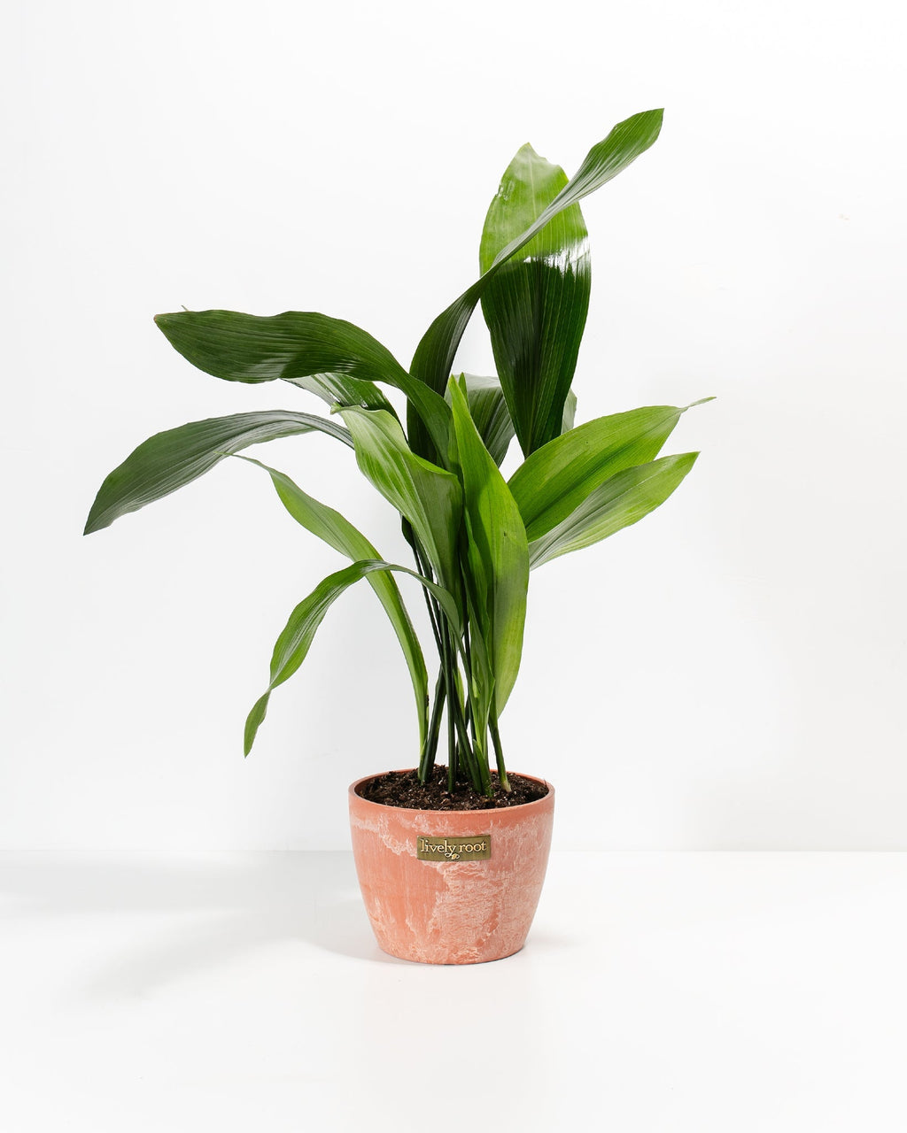 Cast Iron Plant
