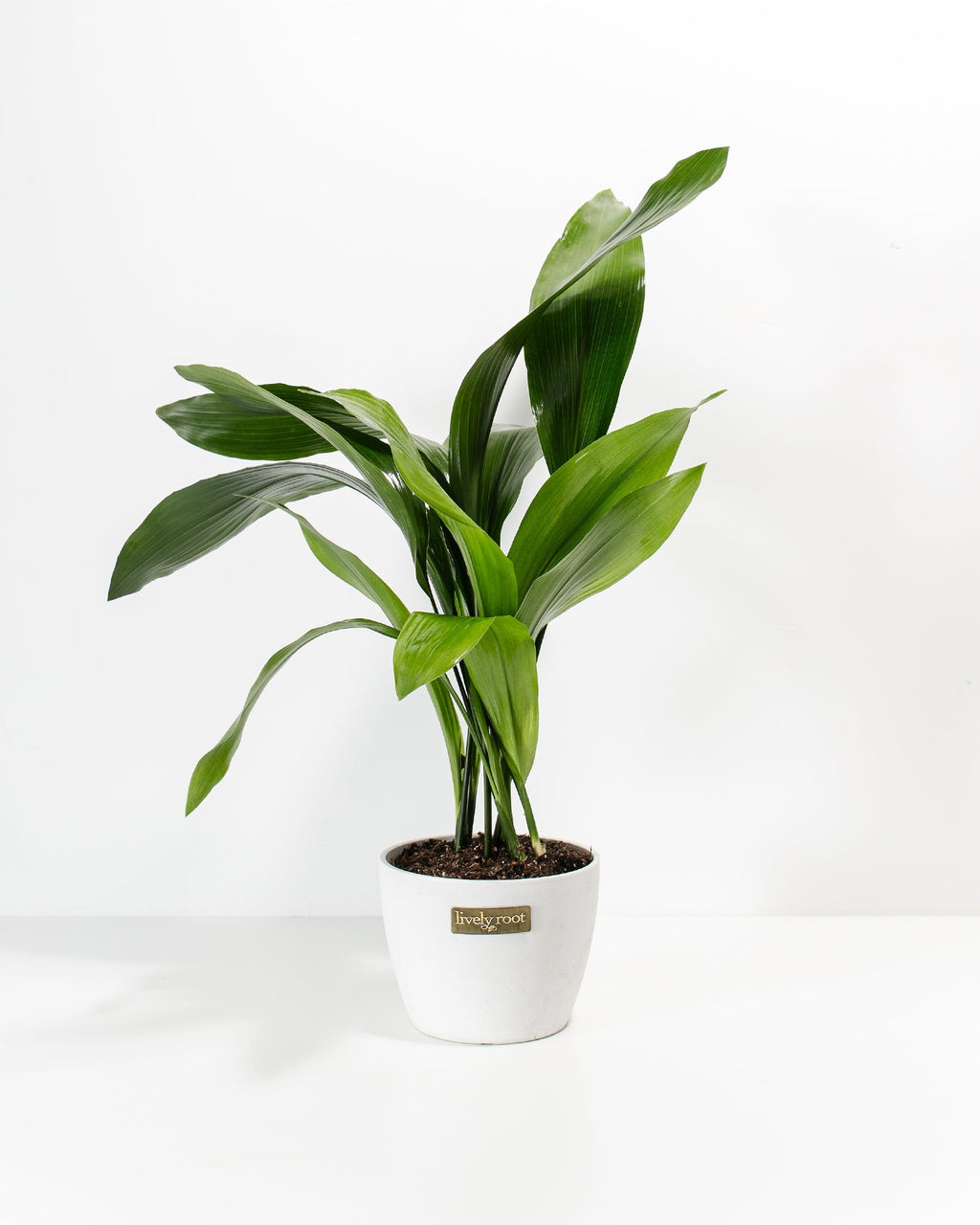 Cast Iron Plant