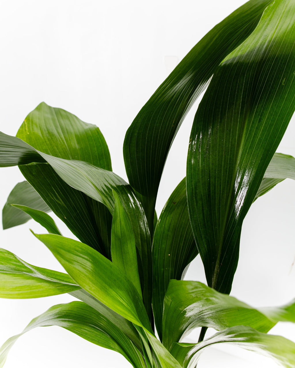Cast Iron Plant