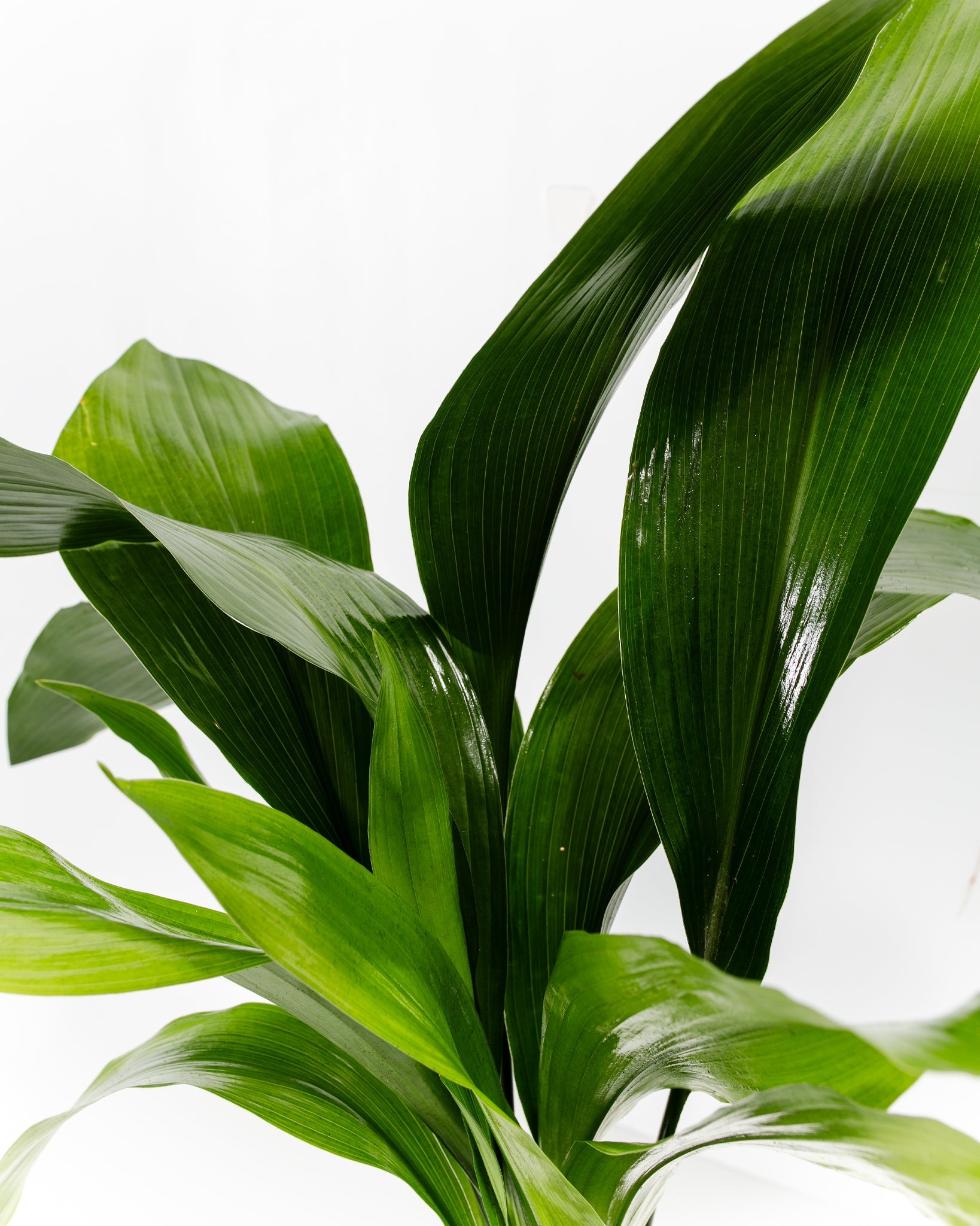 Cast Iron Plant