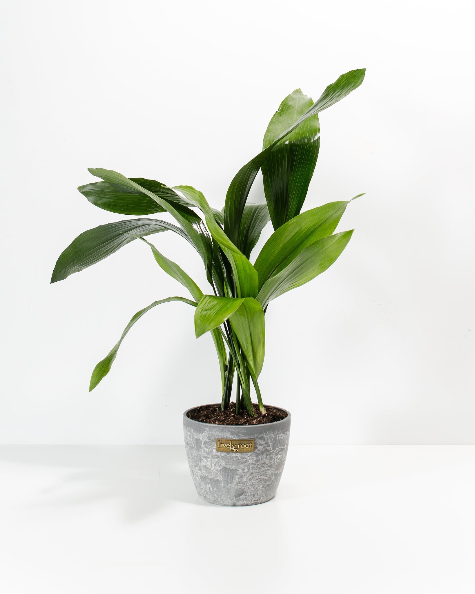 Cast Iron Plant