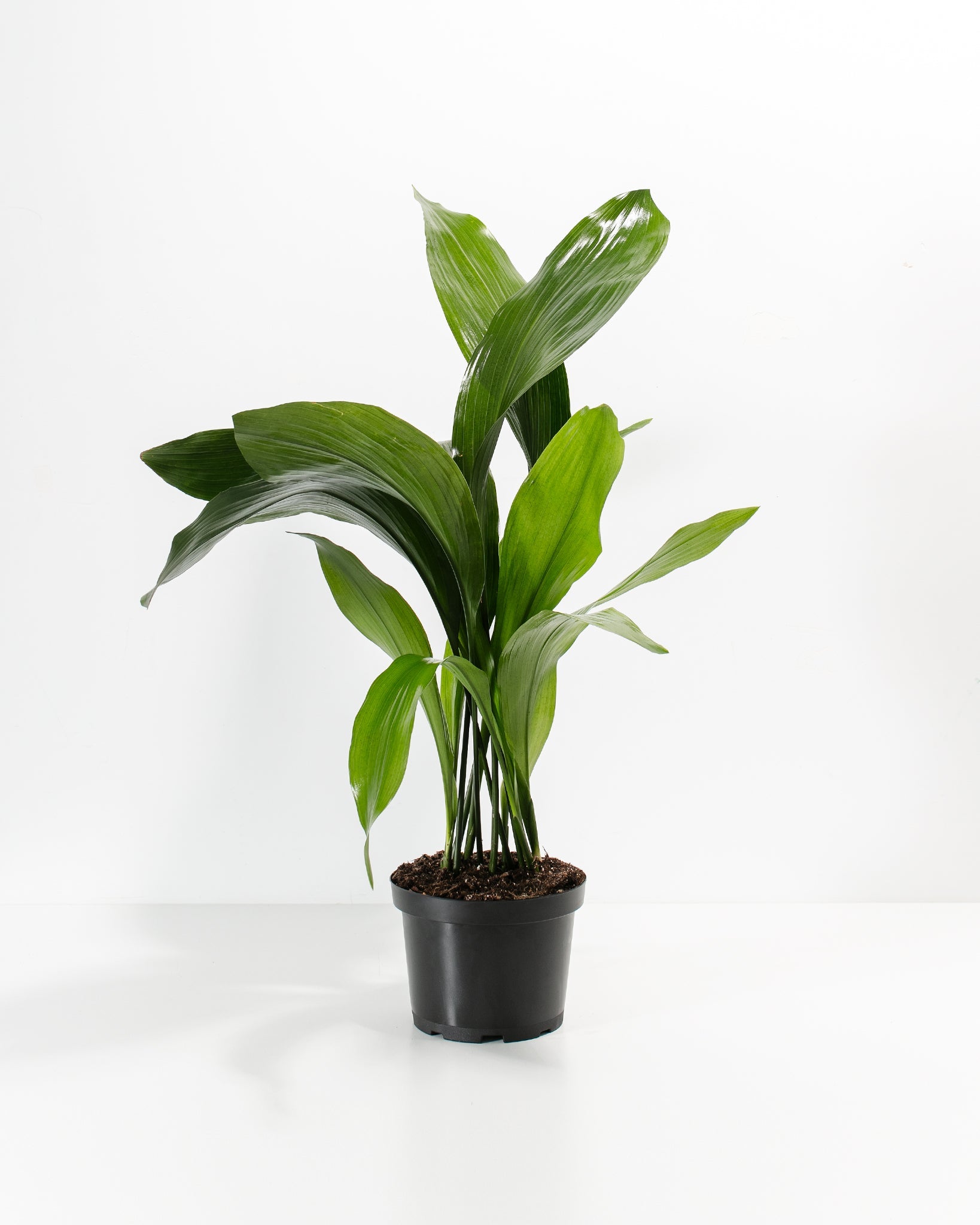 Cast Iron Plant