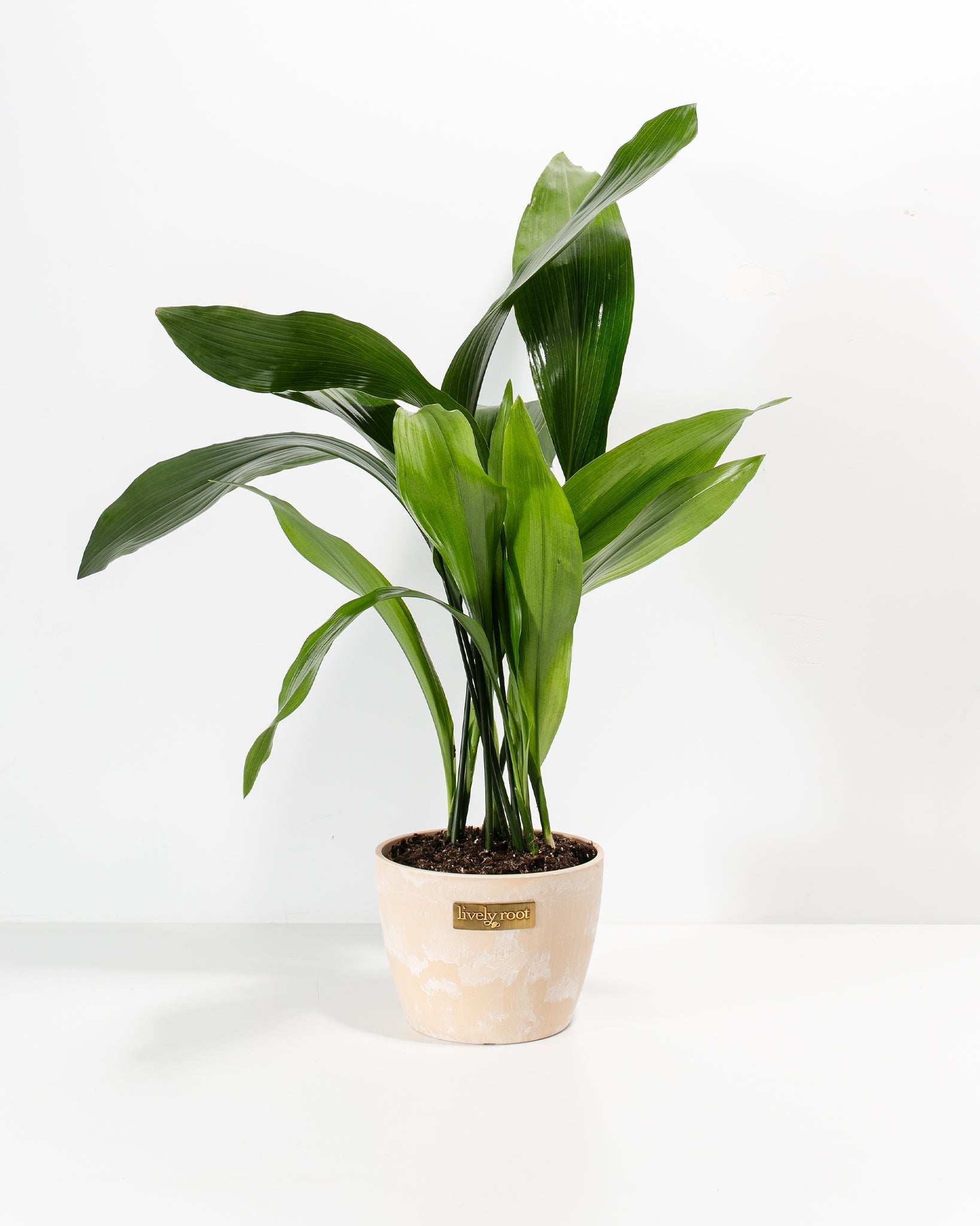 Cast Iron Plant