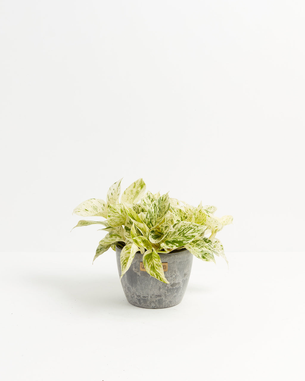 Marble Queen Pothos