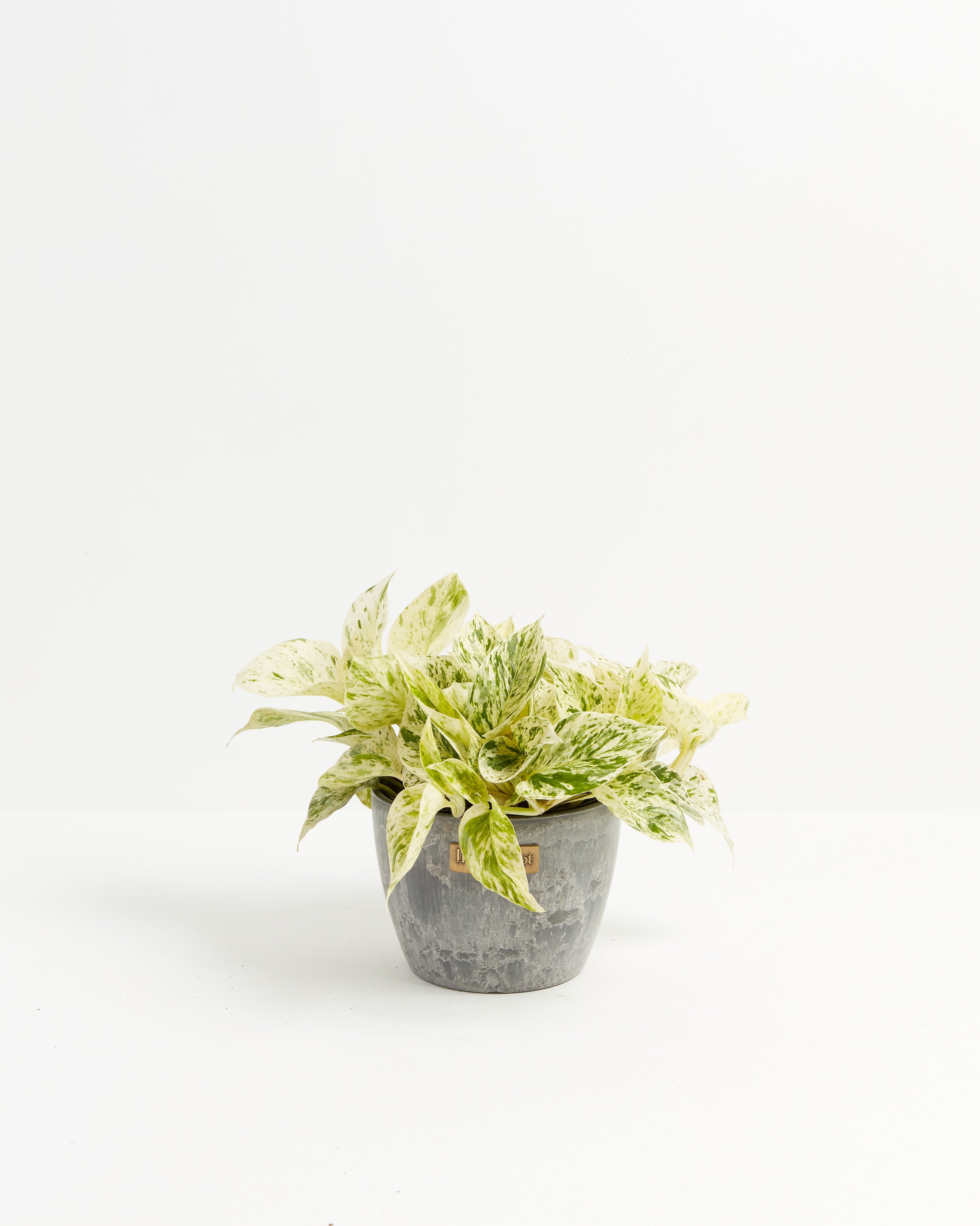 Marble Queen Pothos