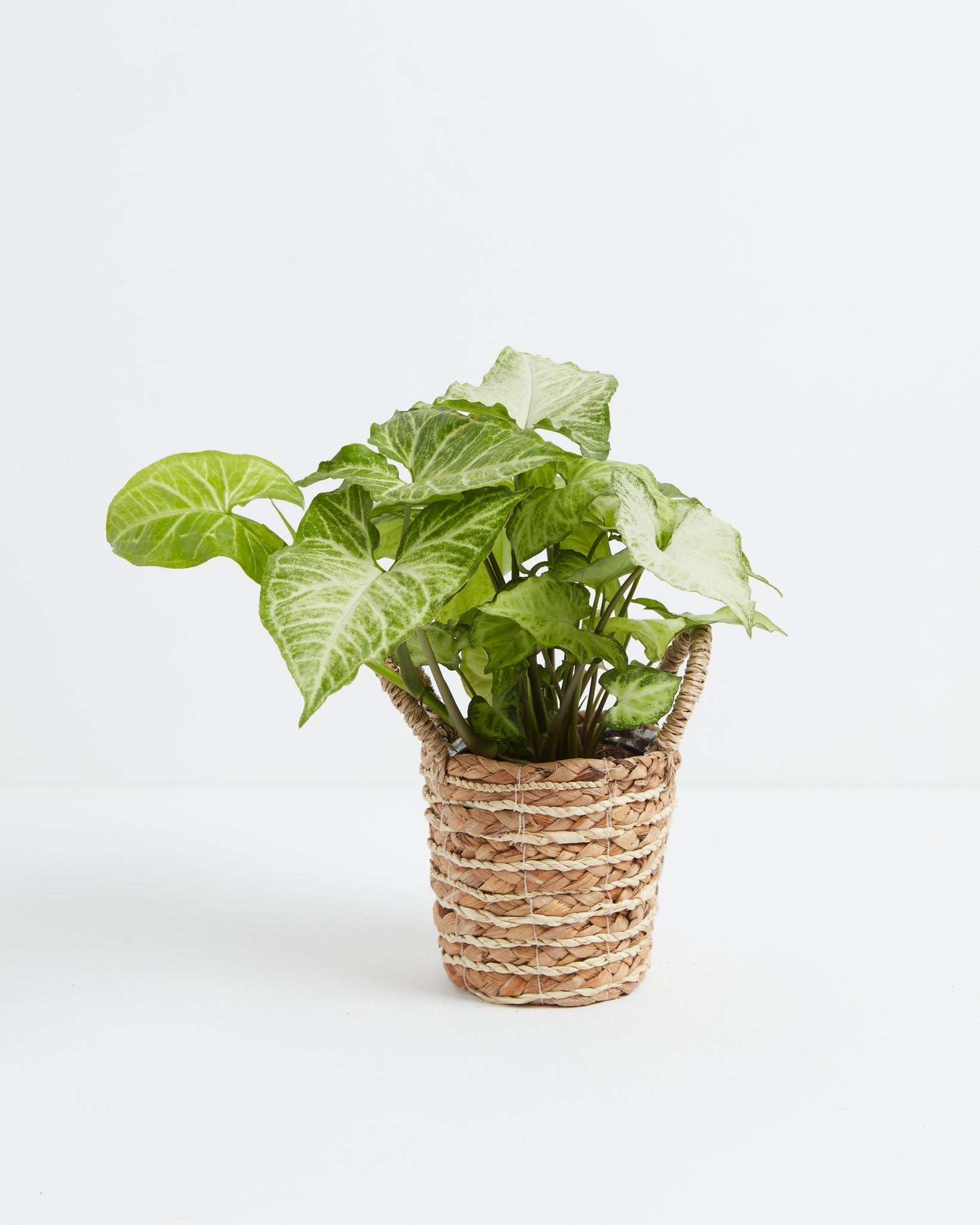 Syngonium White Butterfly