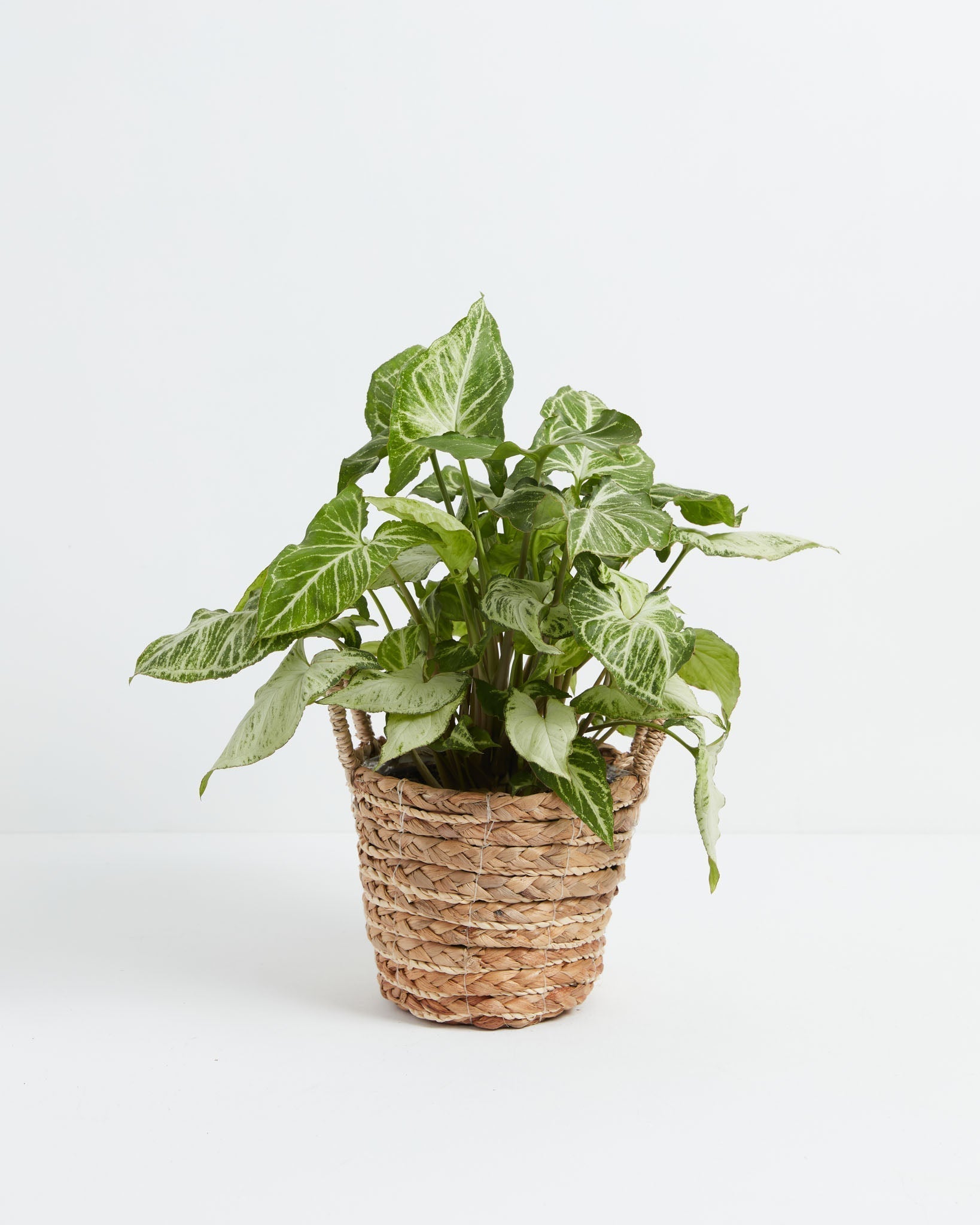 Syngonium White Butterfly