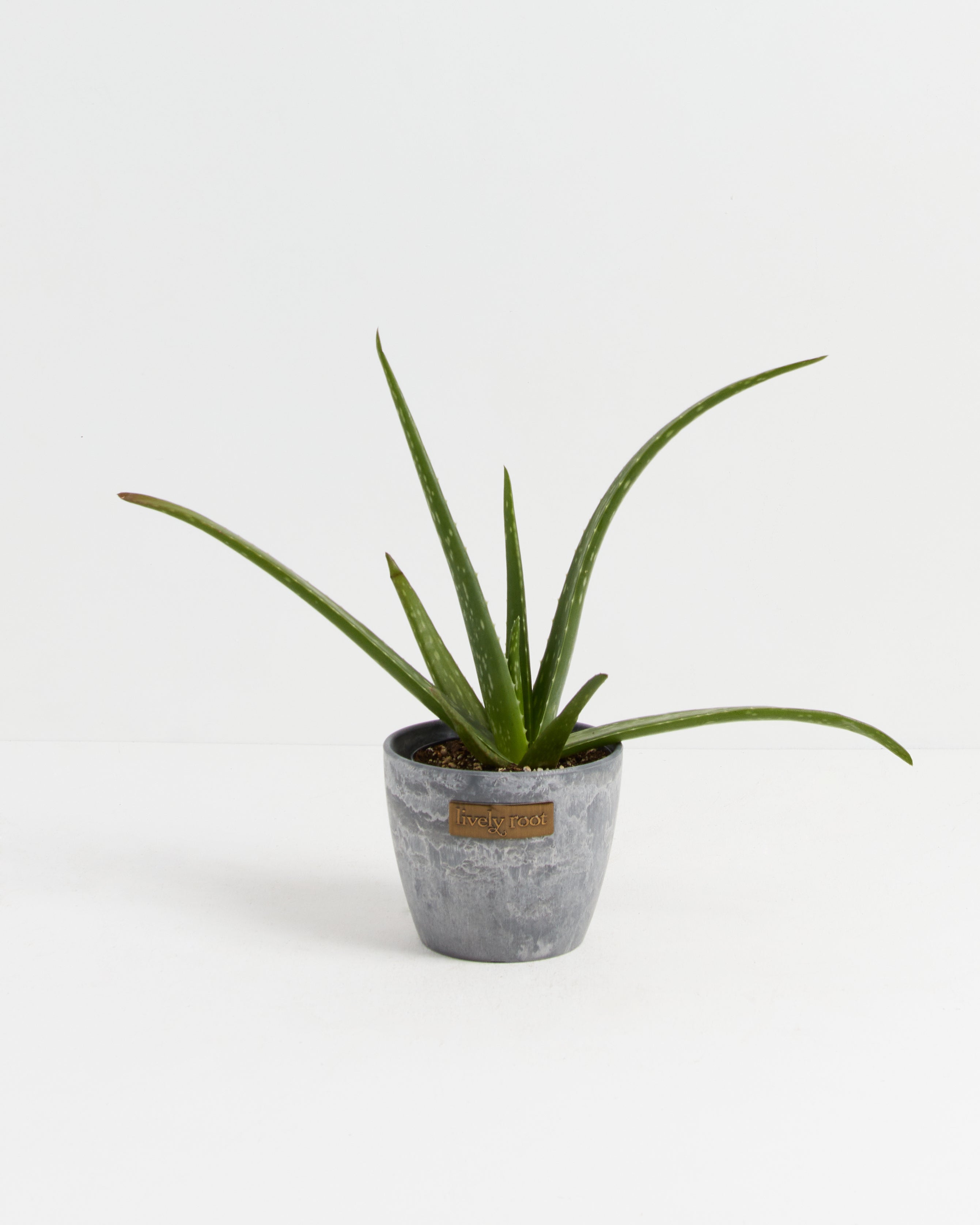 Aloe Vera Plant