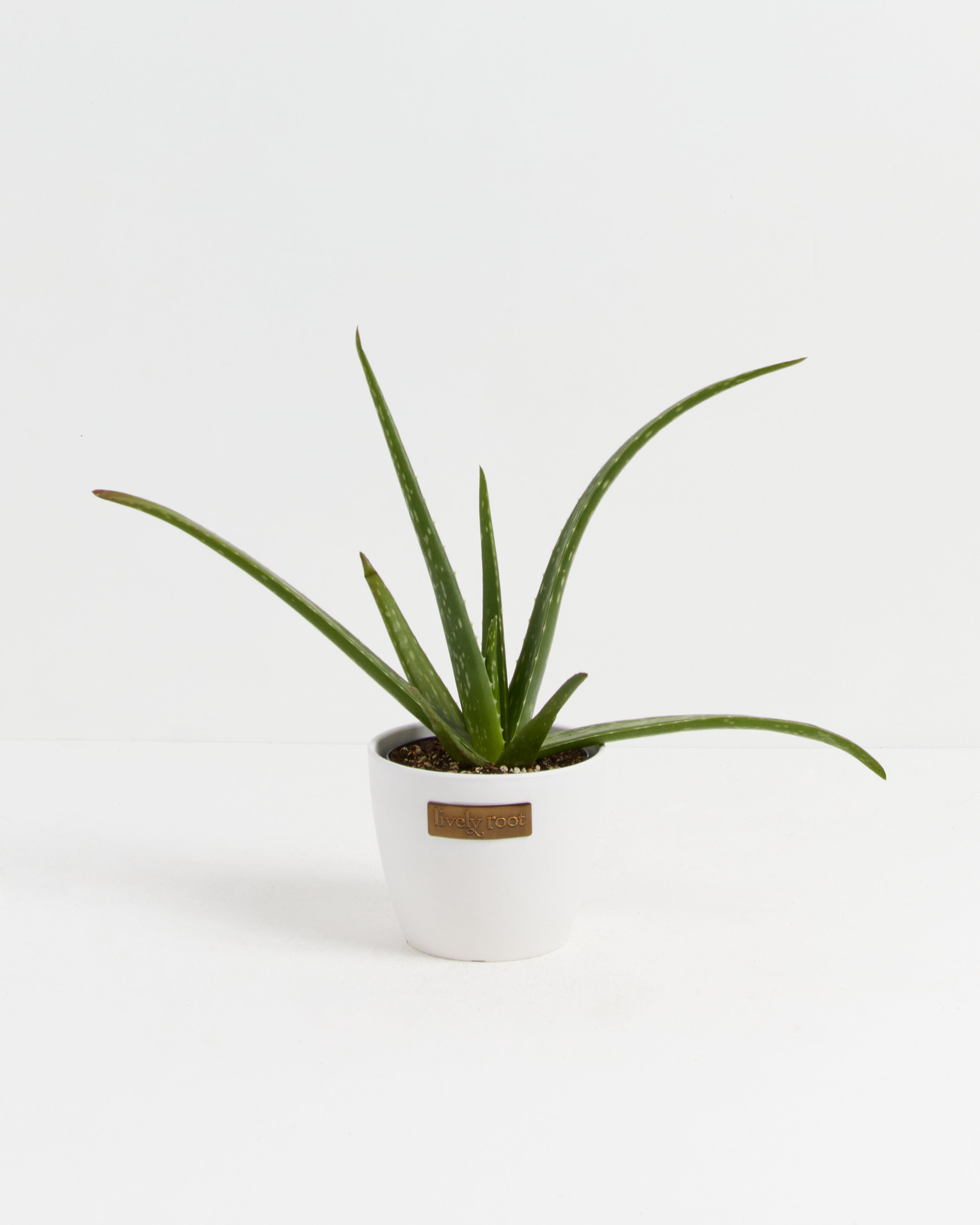 Aloe Vera Plant
