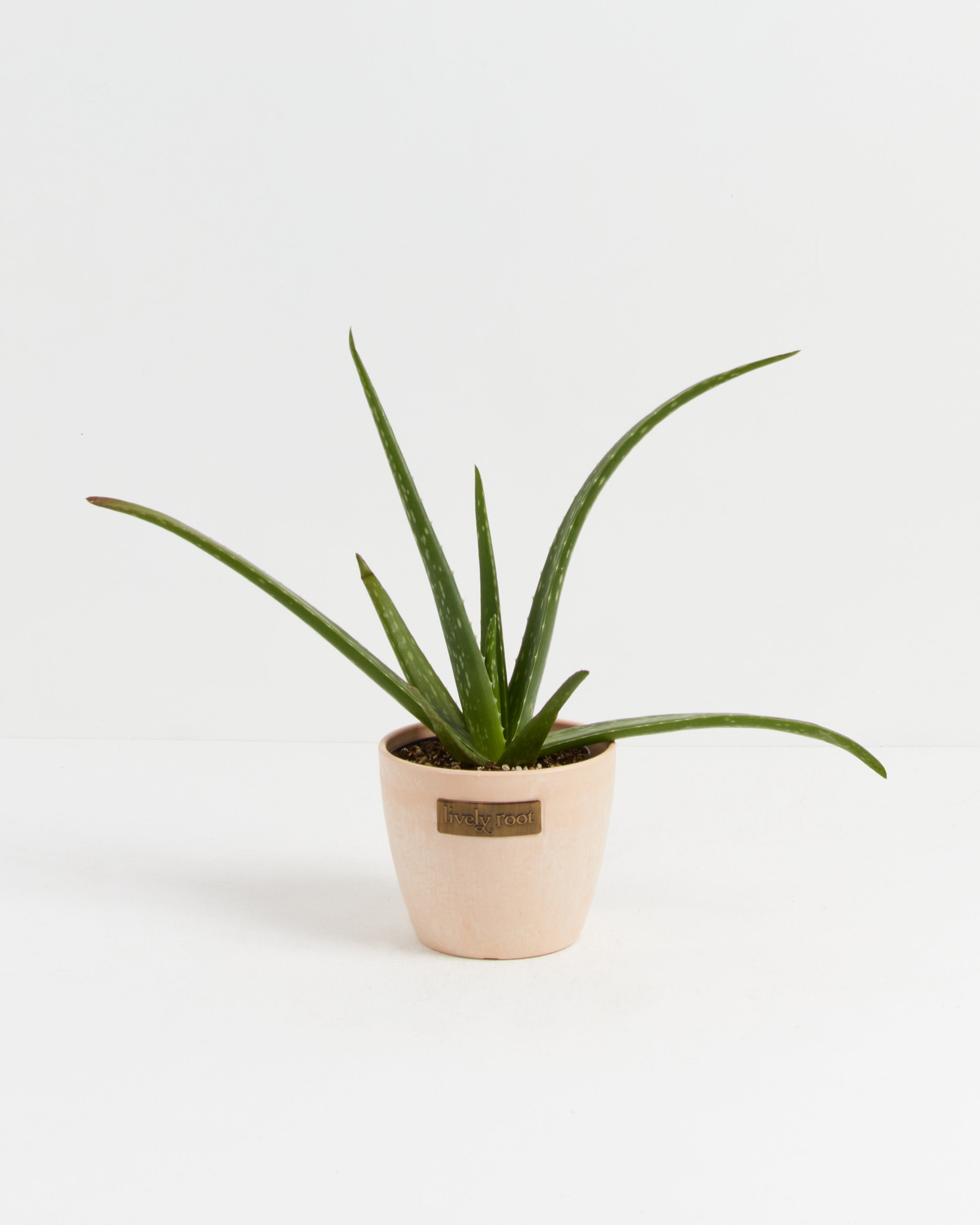 Aloe Vera Plant