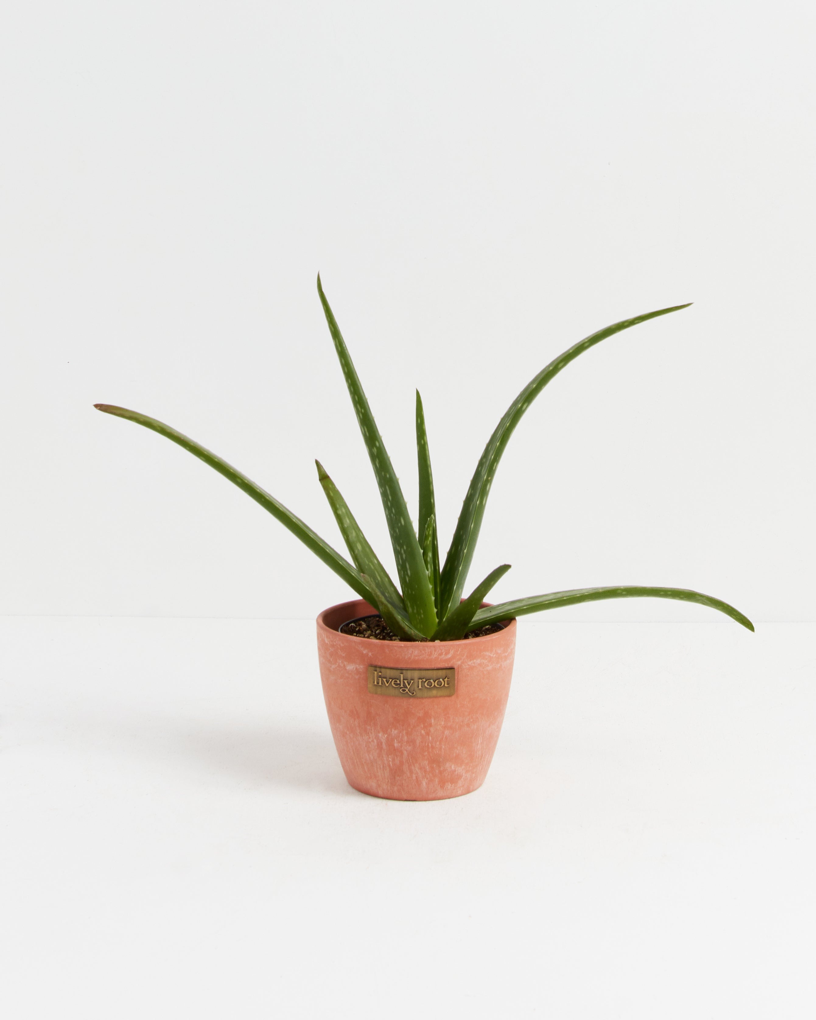 Aloe Vera Plant