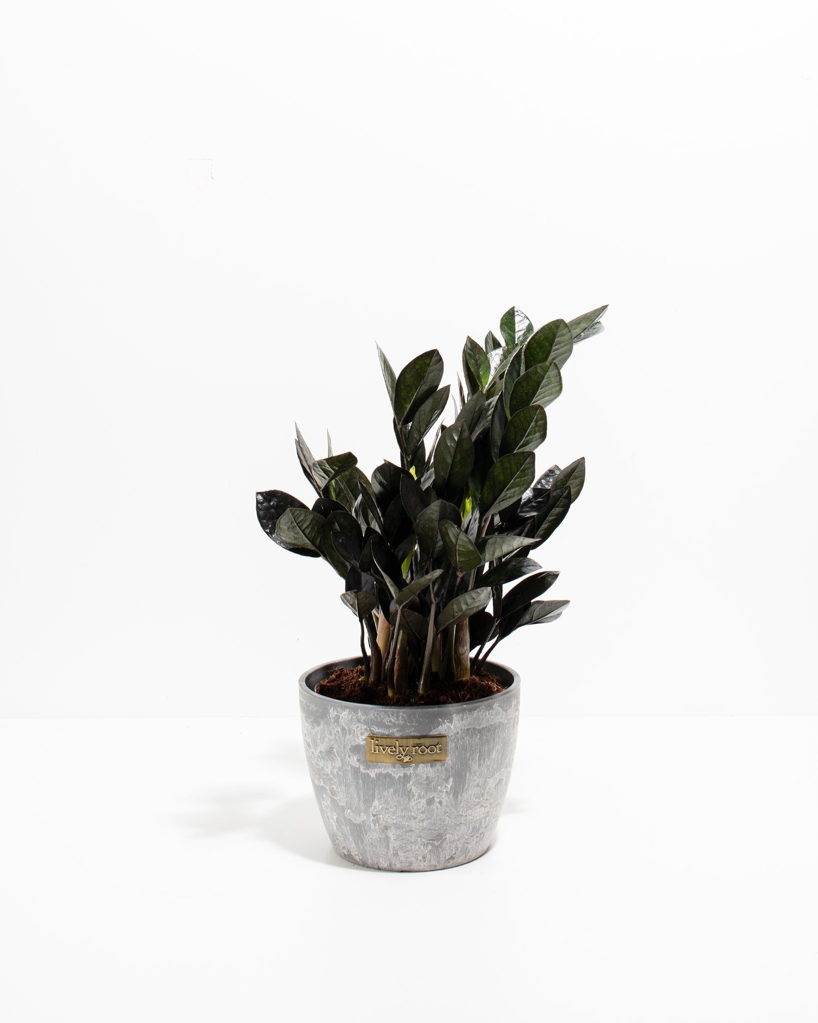 Black Raven ZZ Plant