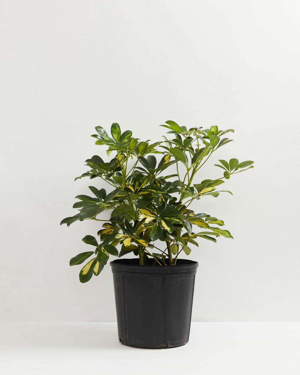 Umbrella Plant (Schefflera Gold Capella)